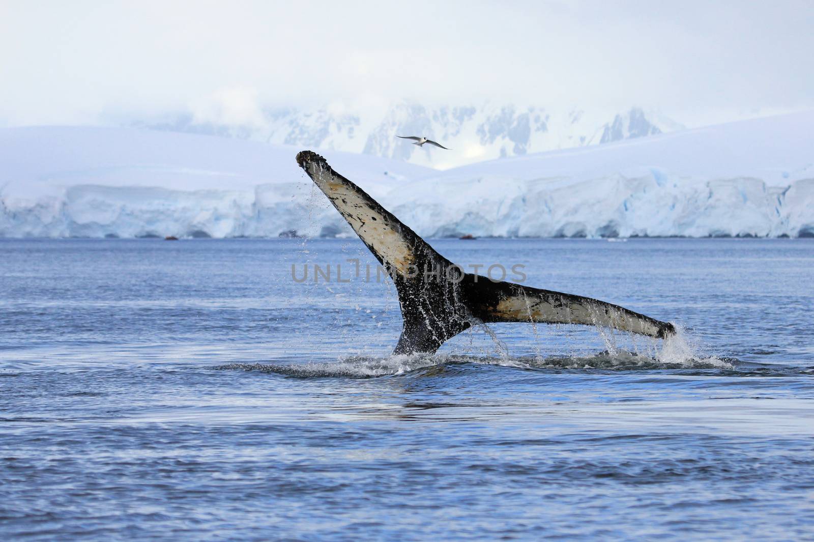Humpback whale tail, showing on the dive, Antarctic Peninsula