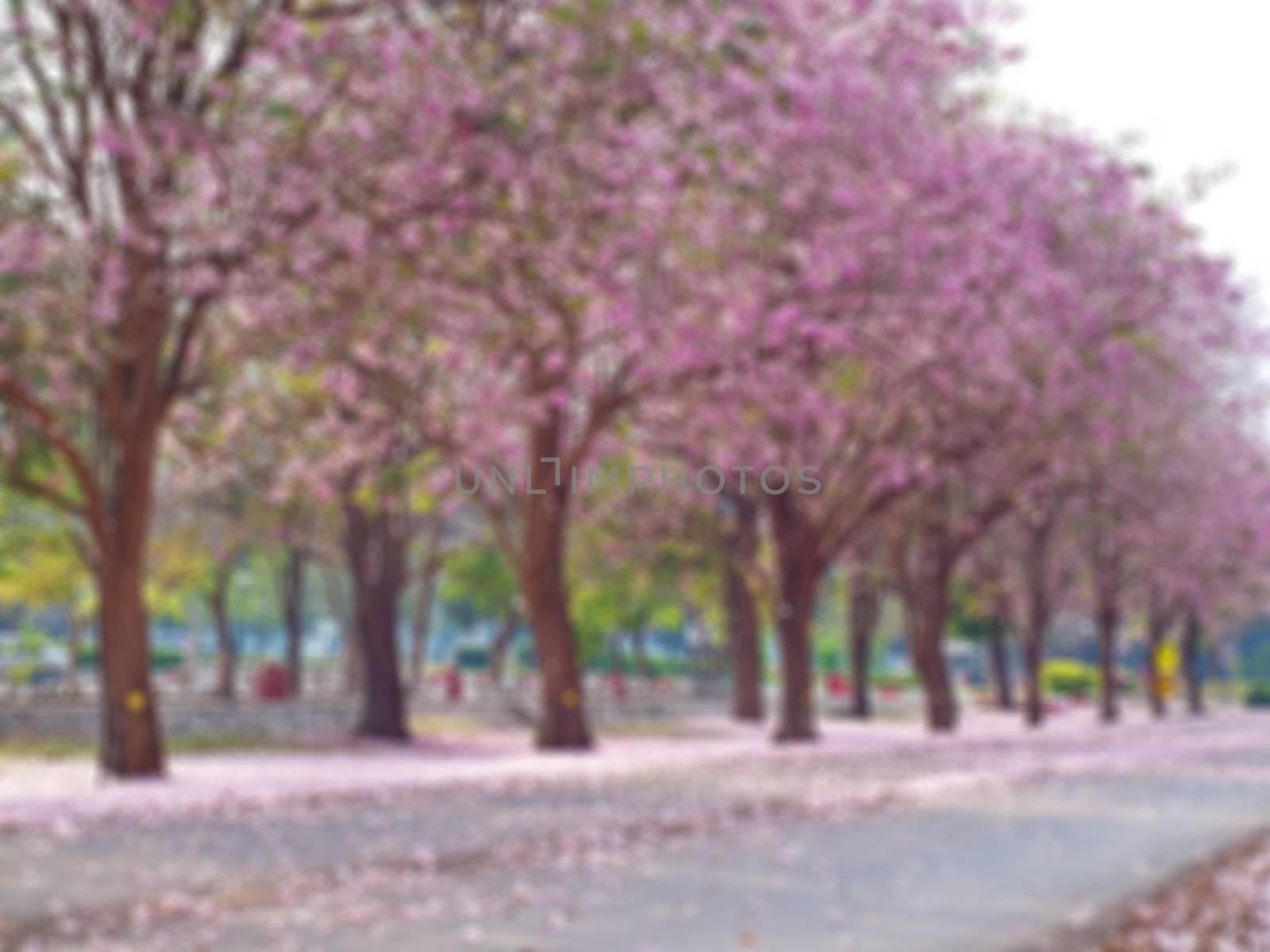 Abstract blurred field of pink trumpet tree background