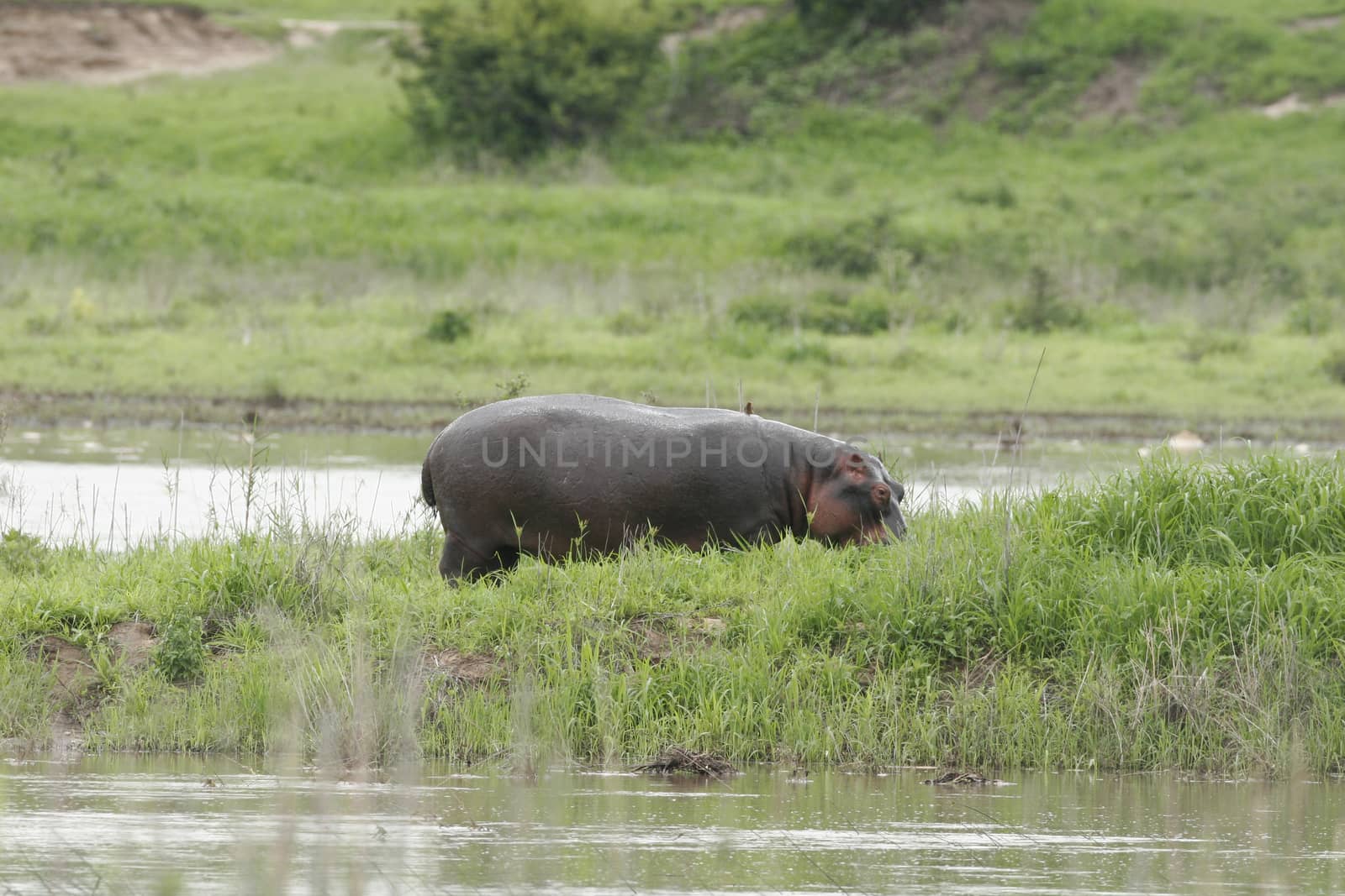 Wild Hippo in African river water hippopotamus (Hippopotamus amphibius by desant7474
