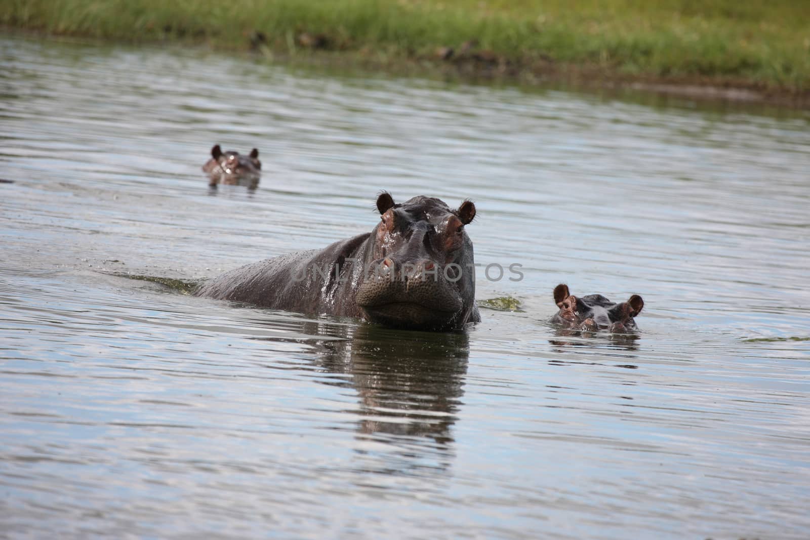 Wild Hippo in African river water hippopotamus (Hippopotamus amphibius by desant7474