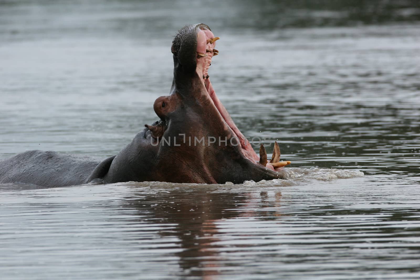 Wild Hippo in African river water hippopotamus (Hippopotamus amphibius