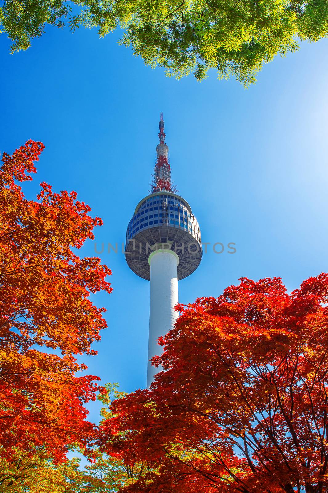 Seoul Tower and red autumn maple leaves at Namsan mountain in South Korea. by gutarphotoghaphy