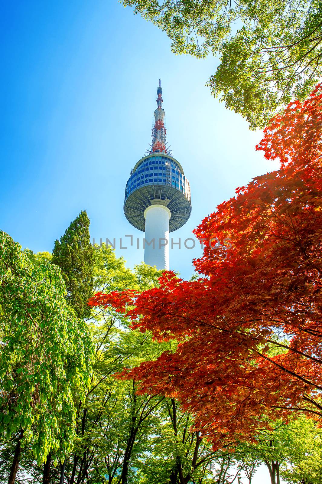 Seoul Tower and red autumn maple leaves at Namsan mountain in South Korea. by gutarphotoghaphy
