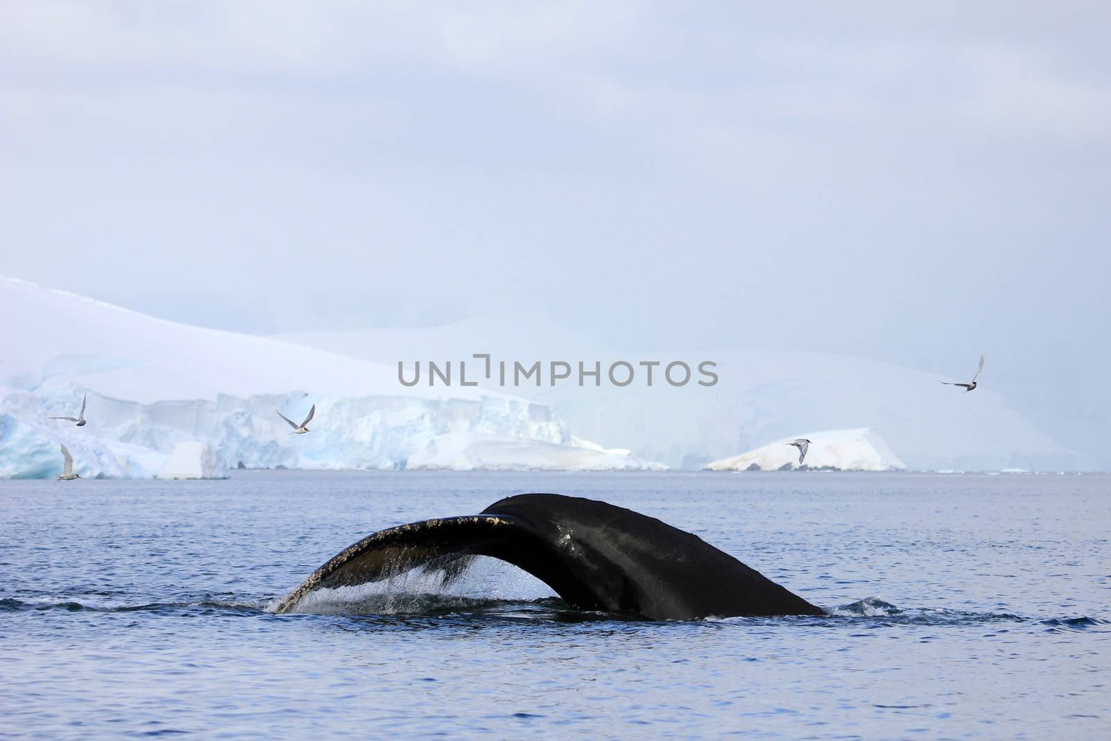 Humpback whale tail, showing on the dive, Antarctic Peninsula