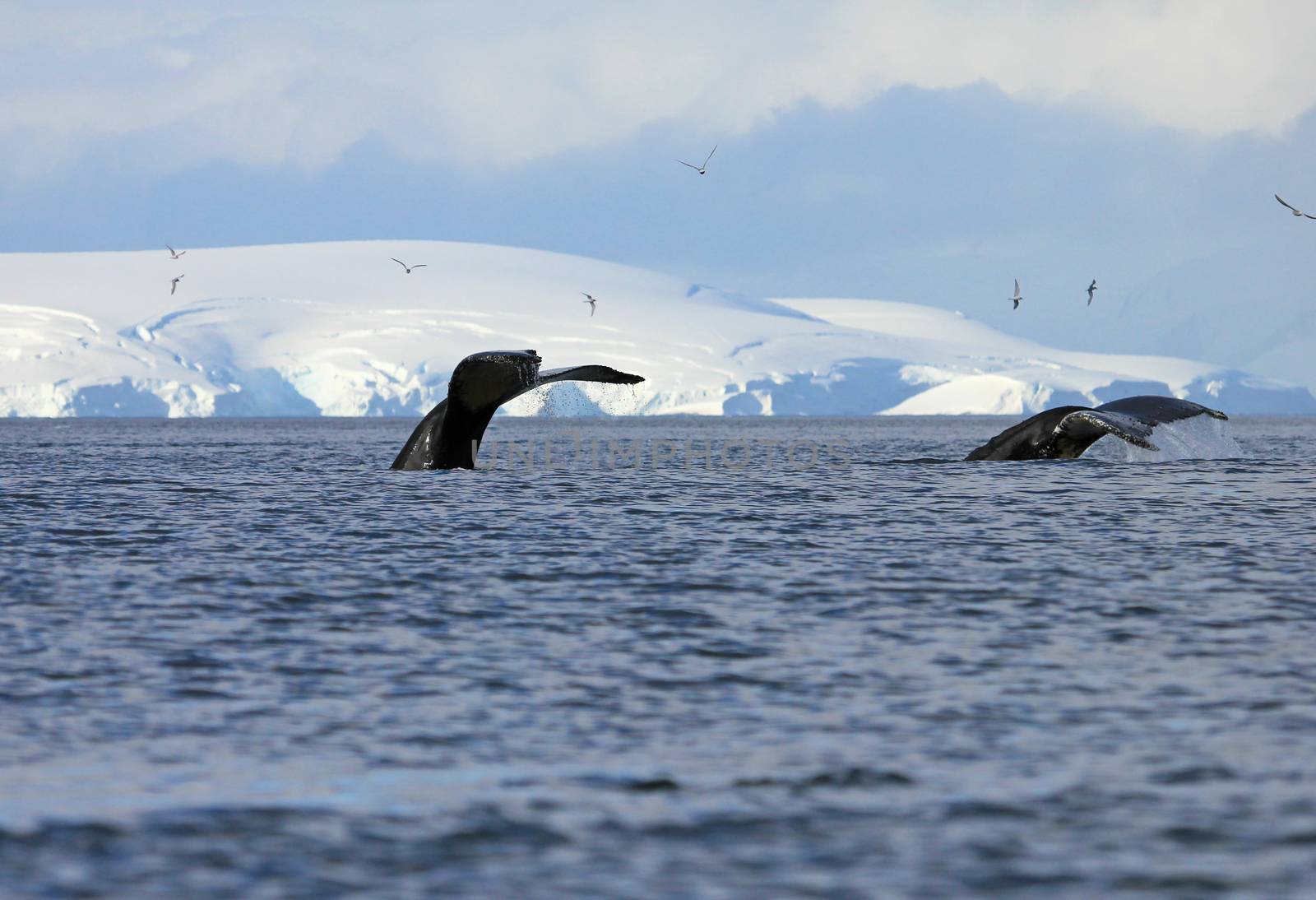 Humpback whale tail, showing on the dive, Antarctic Peninsula