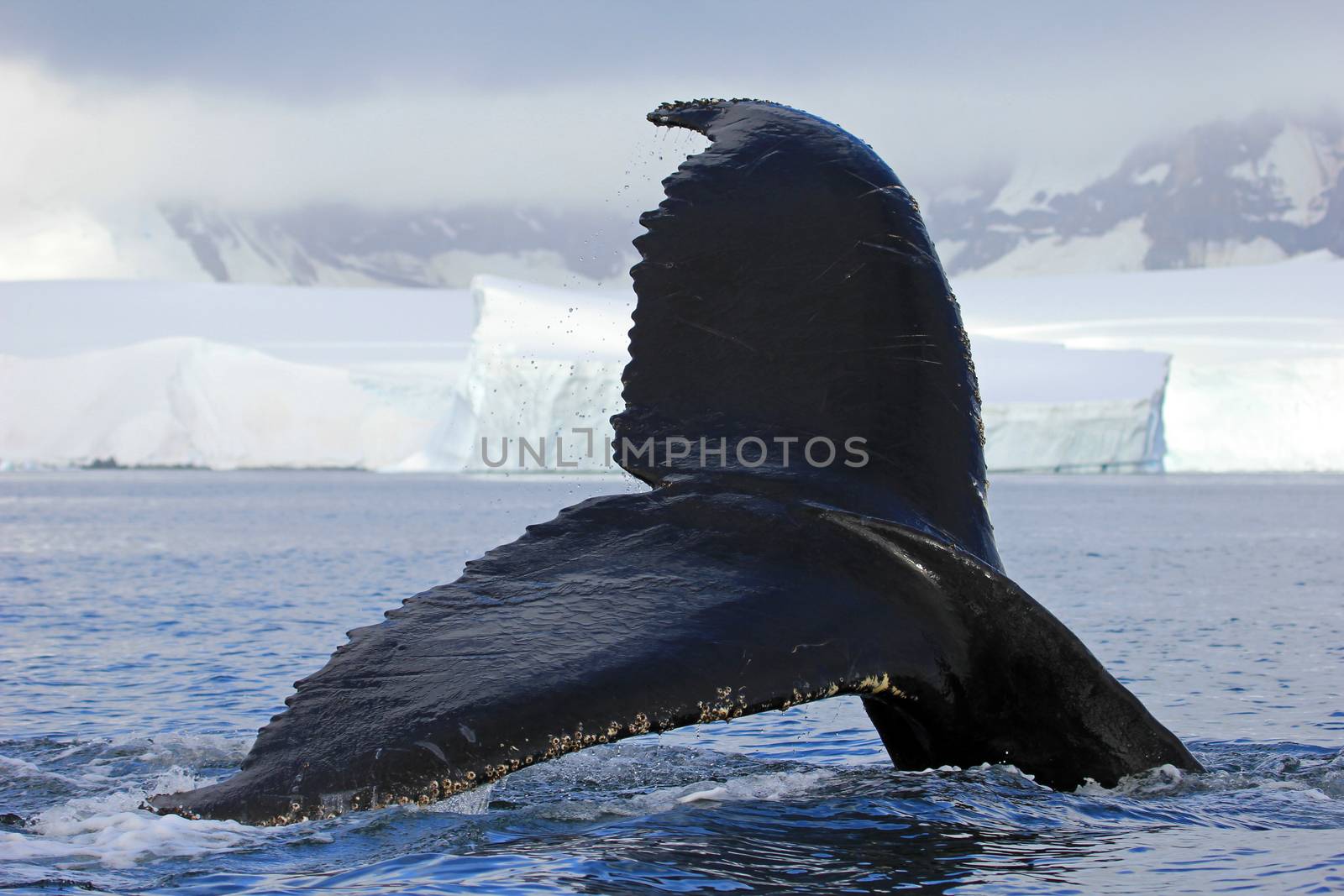 Humpback whale tail, showing on the dive, Antarctic Peninsula