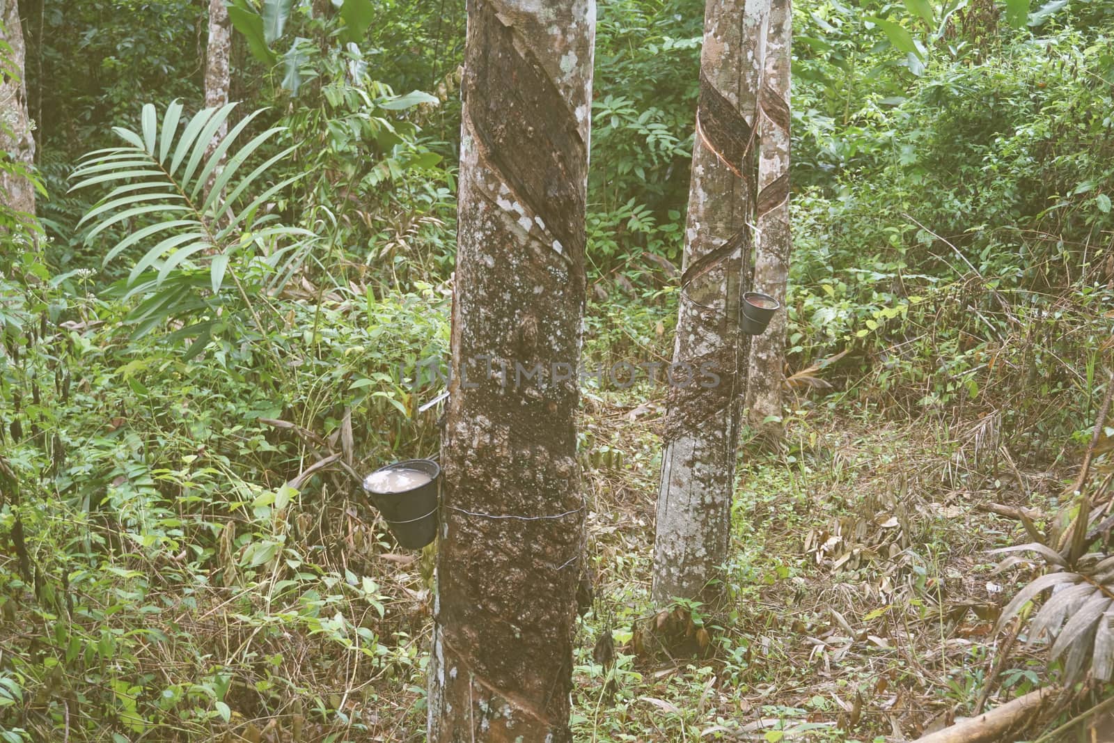 Rubber cup of black plastic                   