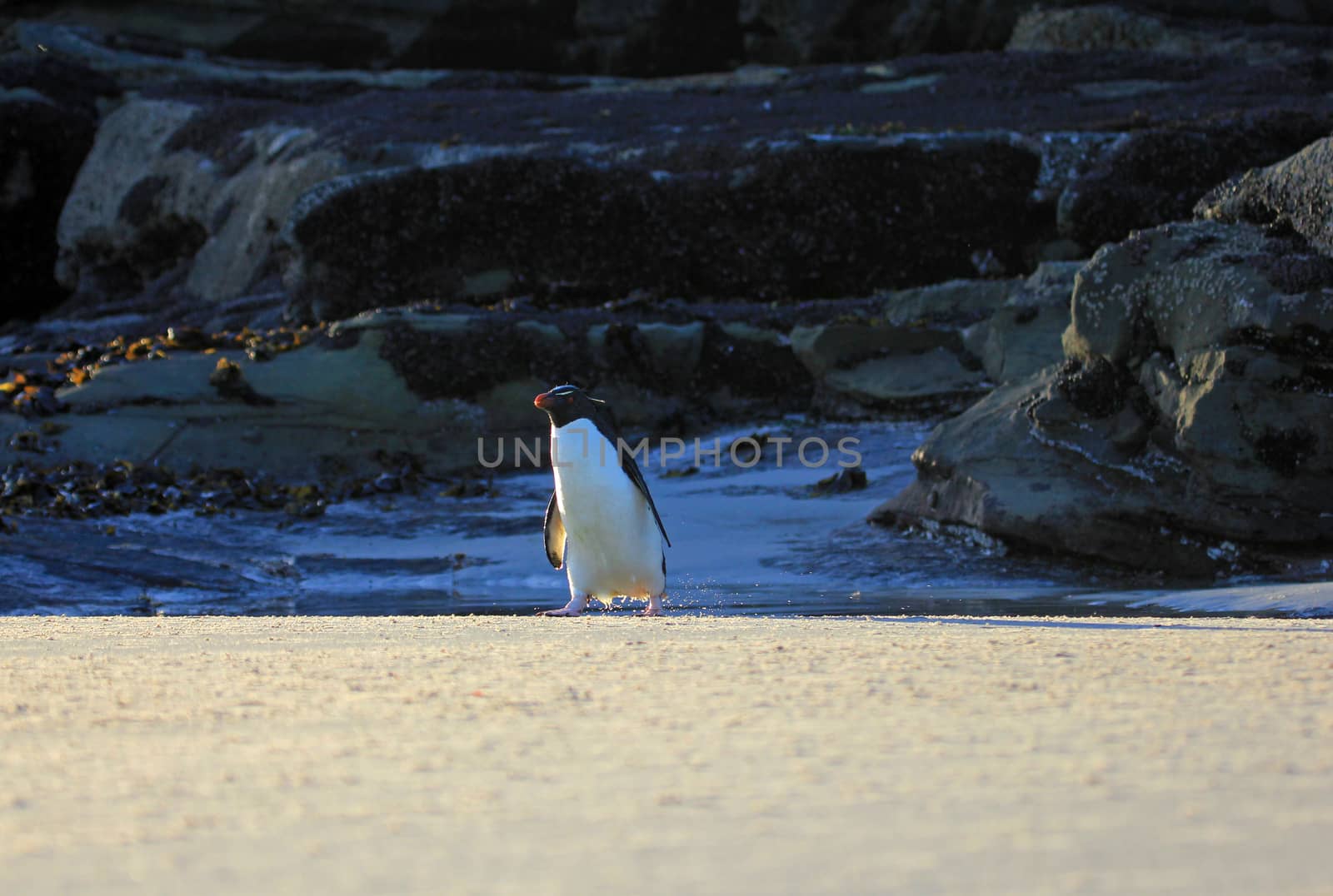 Rockhopper penguin in the neck, Falkland Islands