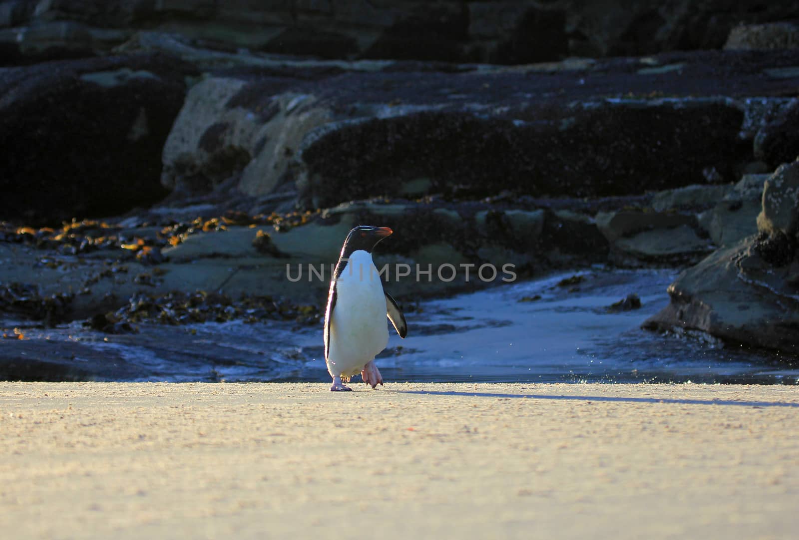 Rockhopper penguin in the neck, Falkland Islands