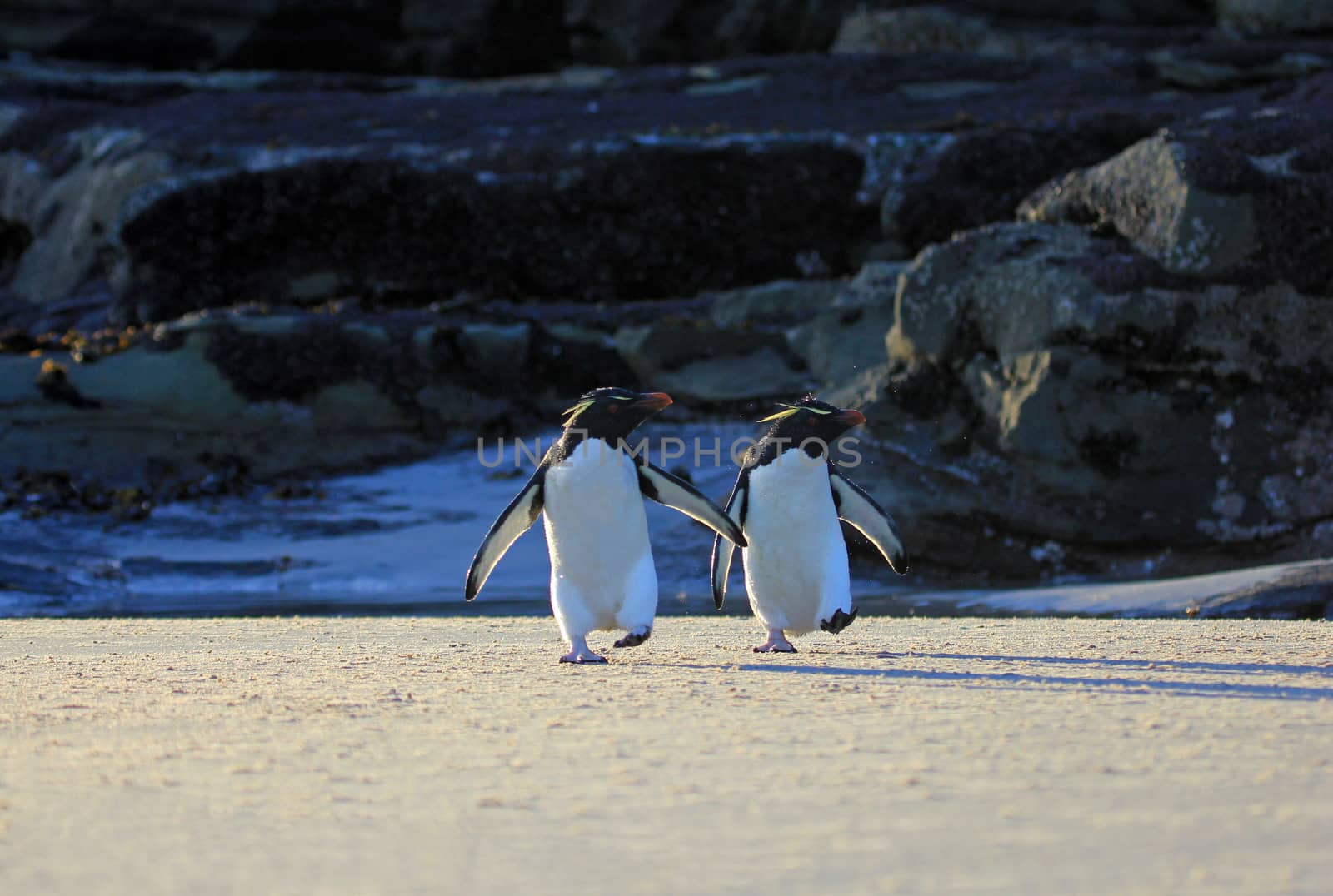 Rockhopper penguin in the neck, Falkland Islands