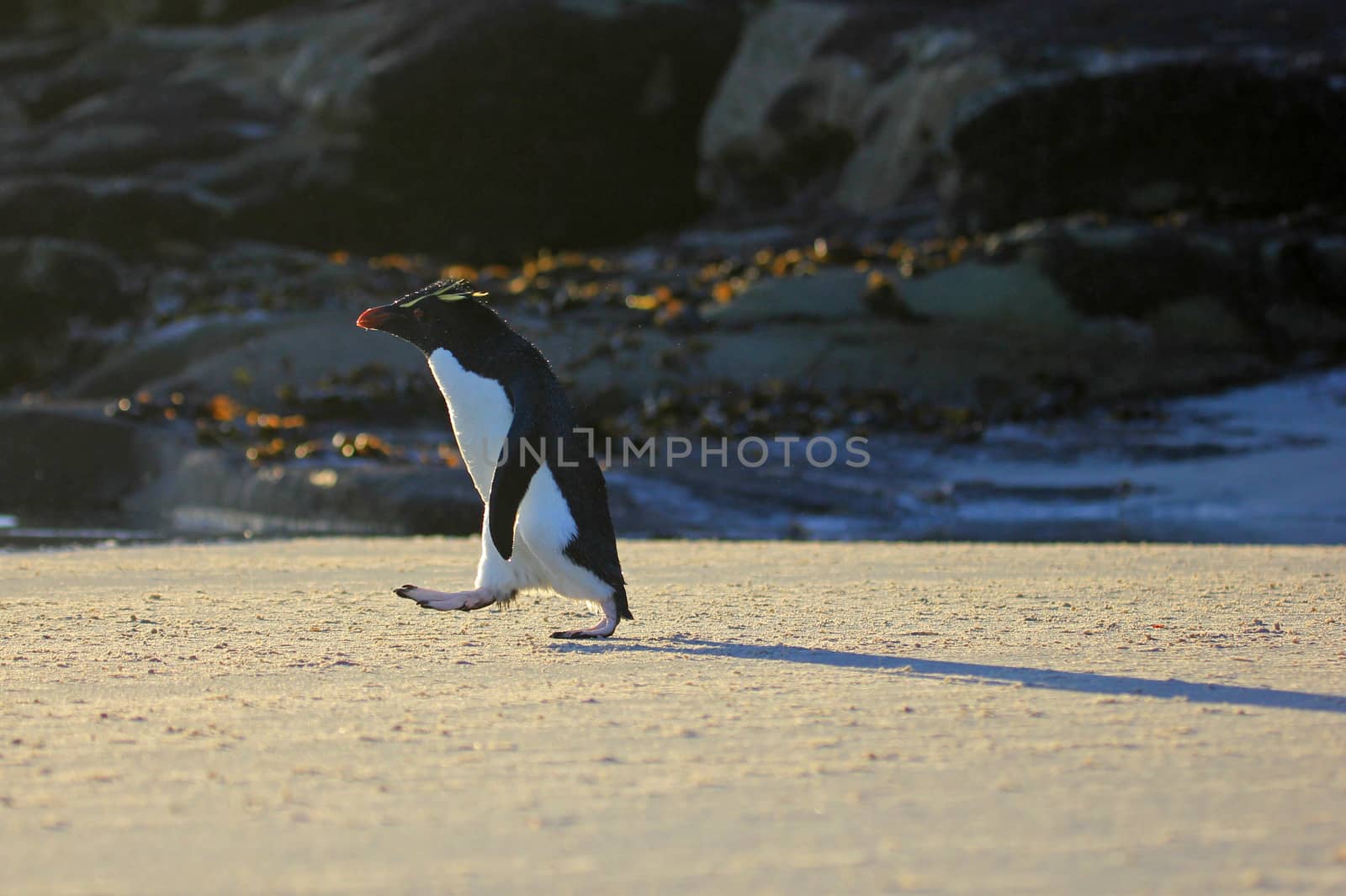 Rockhopper penguin in the neck, Falkland Islands