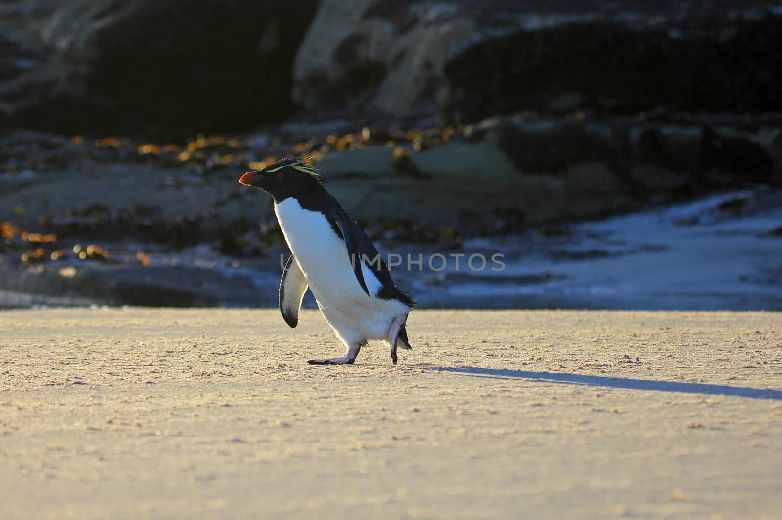 Rockhopper penguin in the neck, Falkland Islands