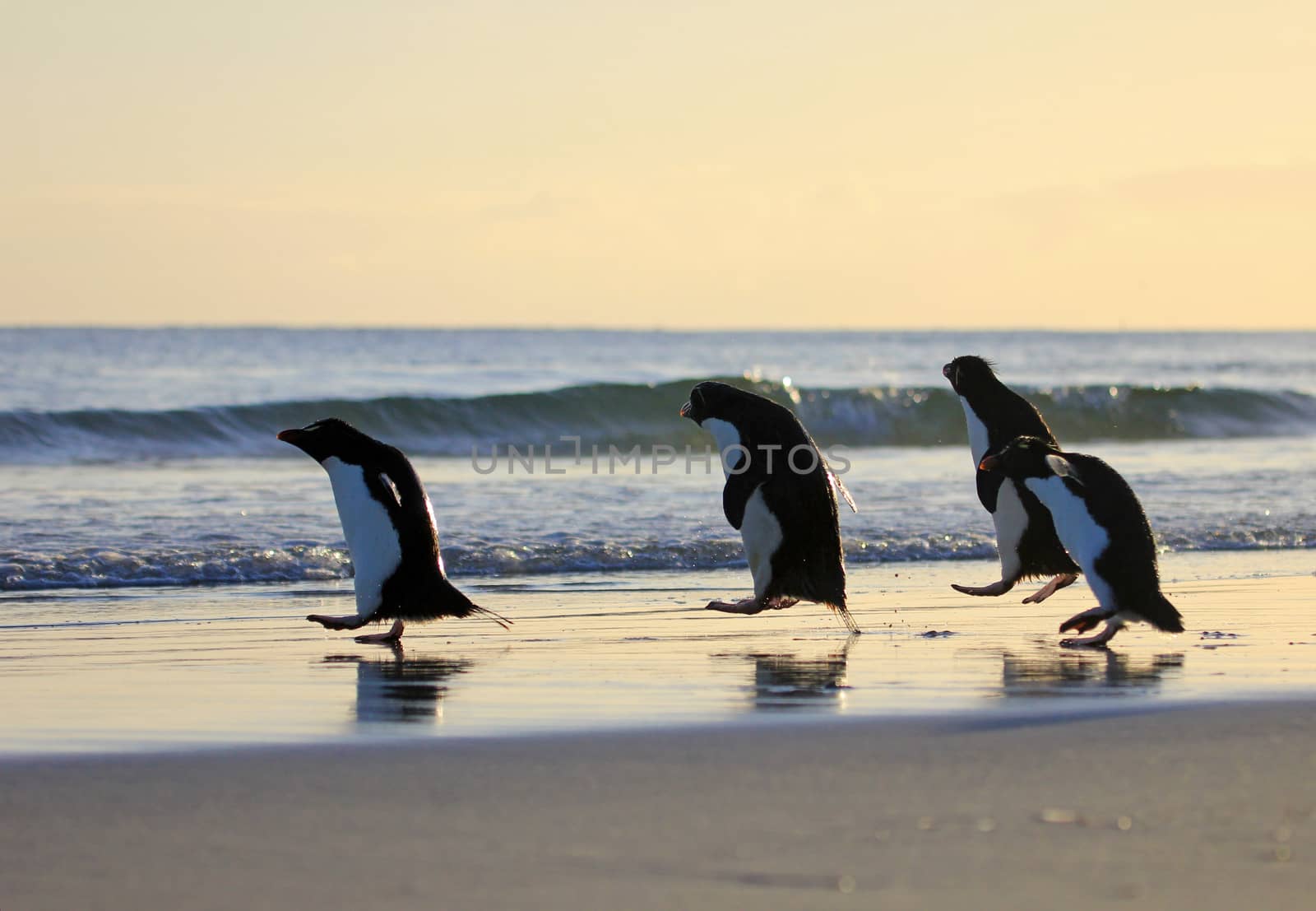 Rockhopper penguin in the neck, Falkland Islands