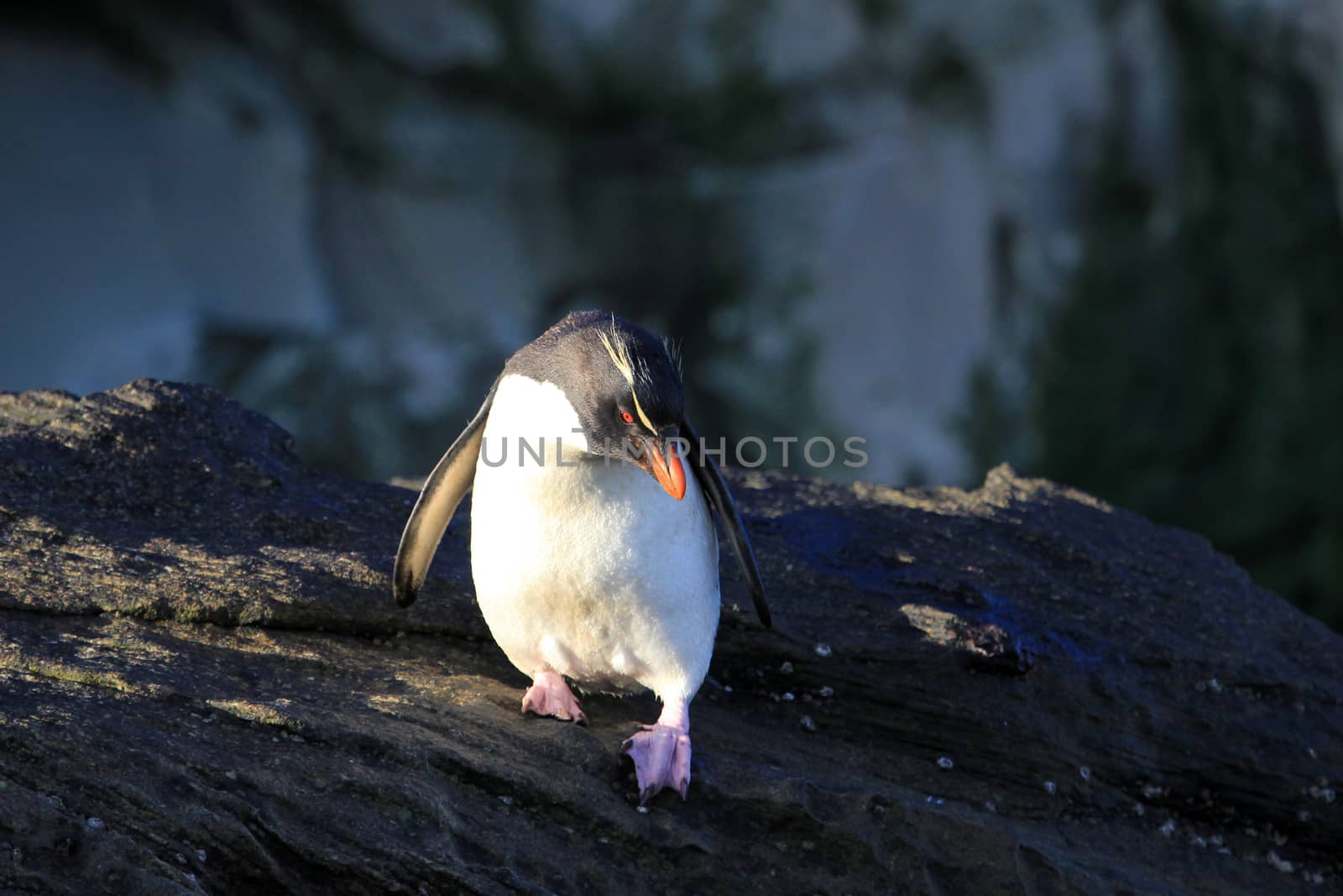 Rockhopper penguin in the neck, Falkland Islands