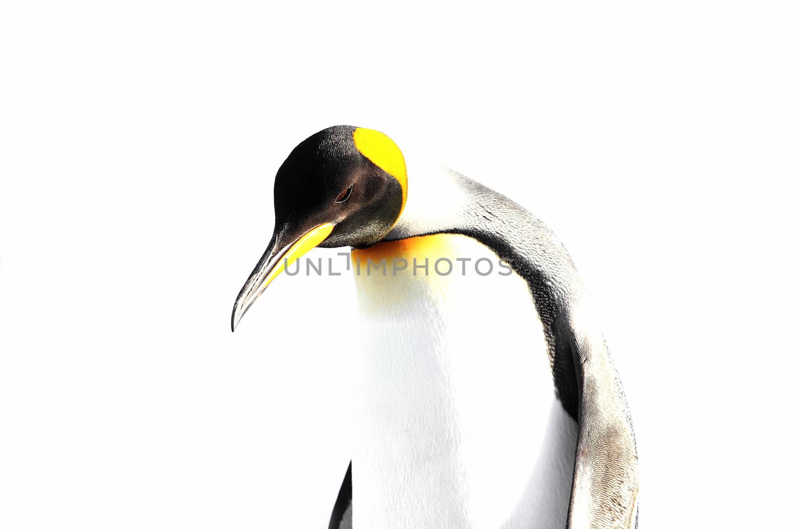 King penguin isolated, white background, on Saunders, Fakland Islands