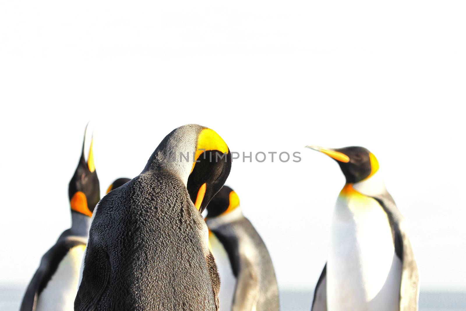 King penguin isolated, white background, on Saunders, Fakland Islands