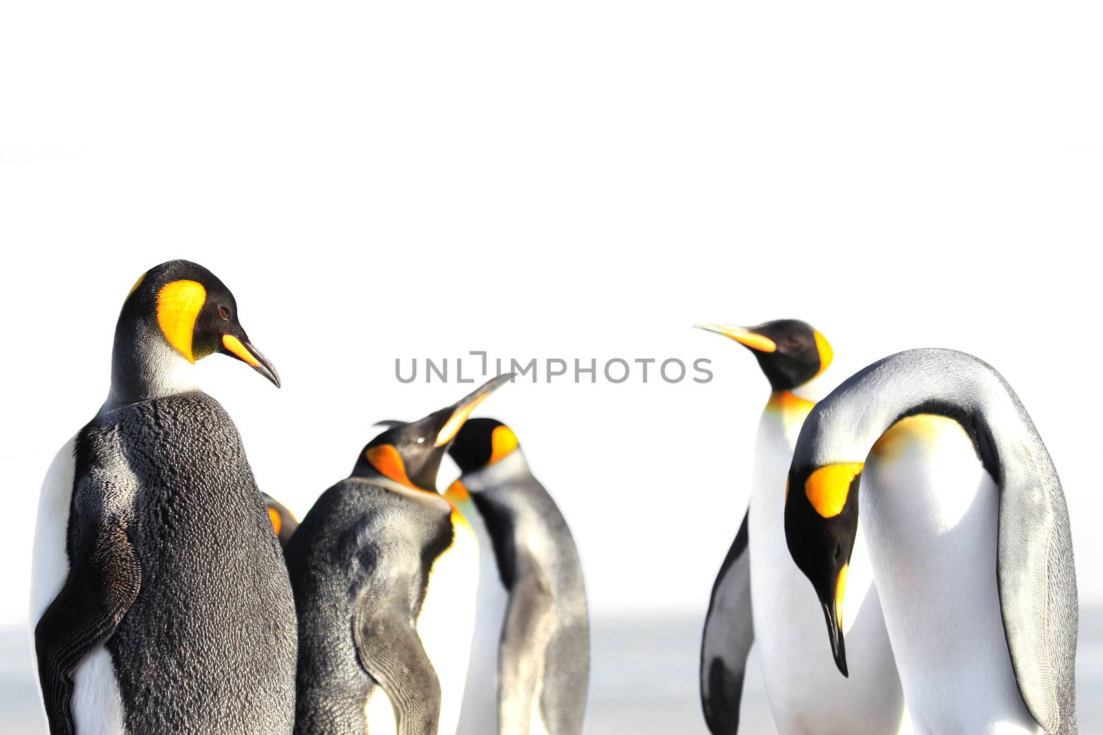 King penguin isolated, white background, on Saunders, Fakland Islands