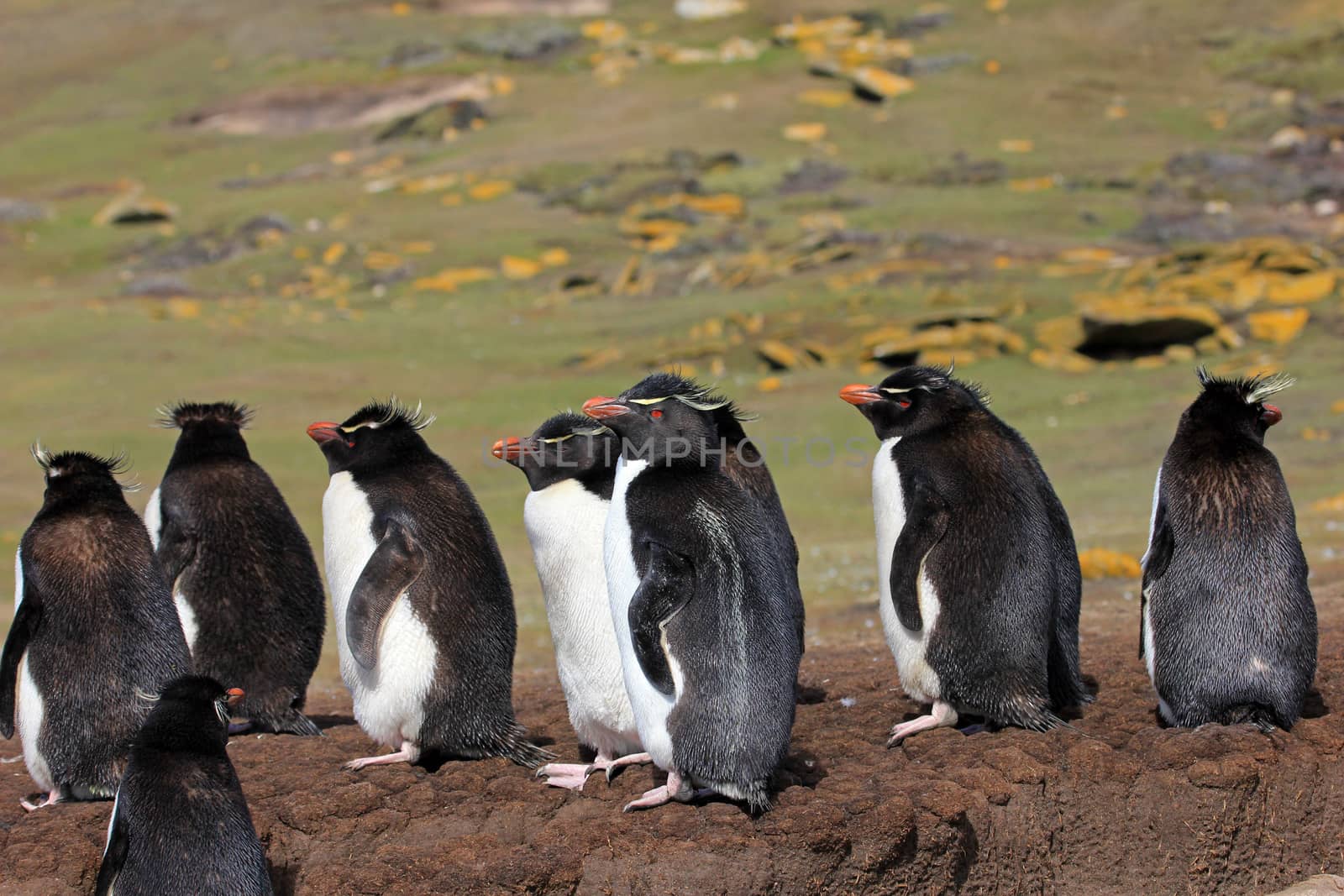 Rockhopper penguin in the rookery, Falkland Islands