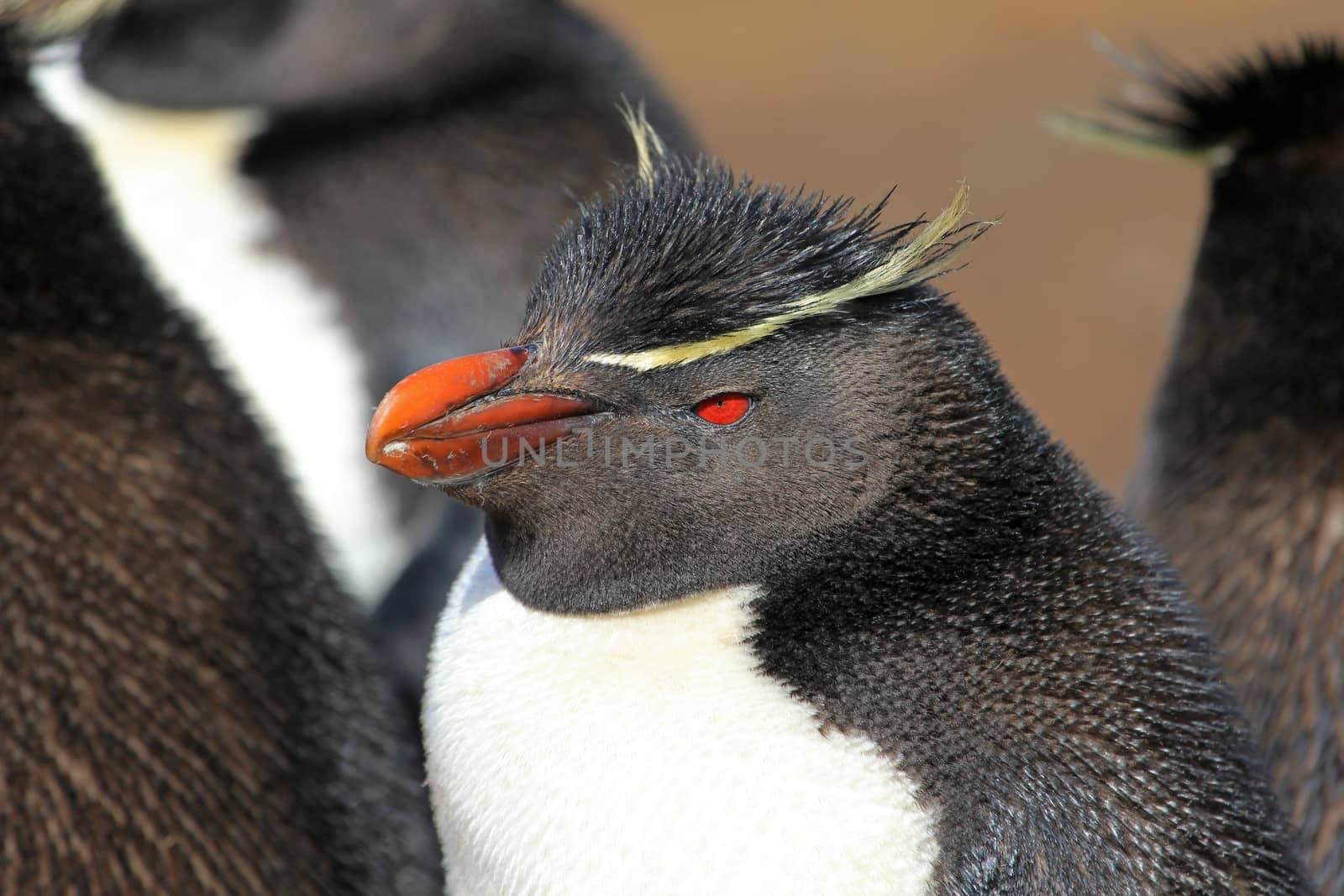 Rockhopper penguin in the rookery, Falkland Islands