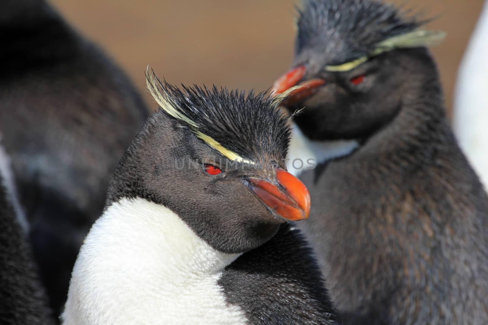 Rockhopper penguin in the rookery, Falkland Islands