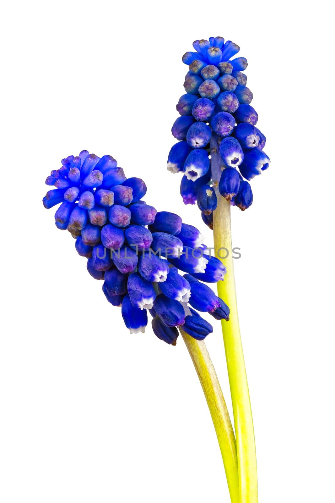 Blue grape hyacinth on a white background by neryx