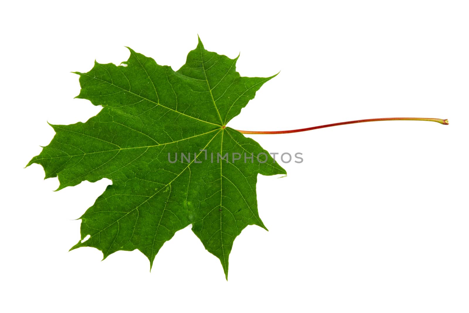 Maple leaf isolated on a white background