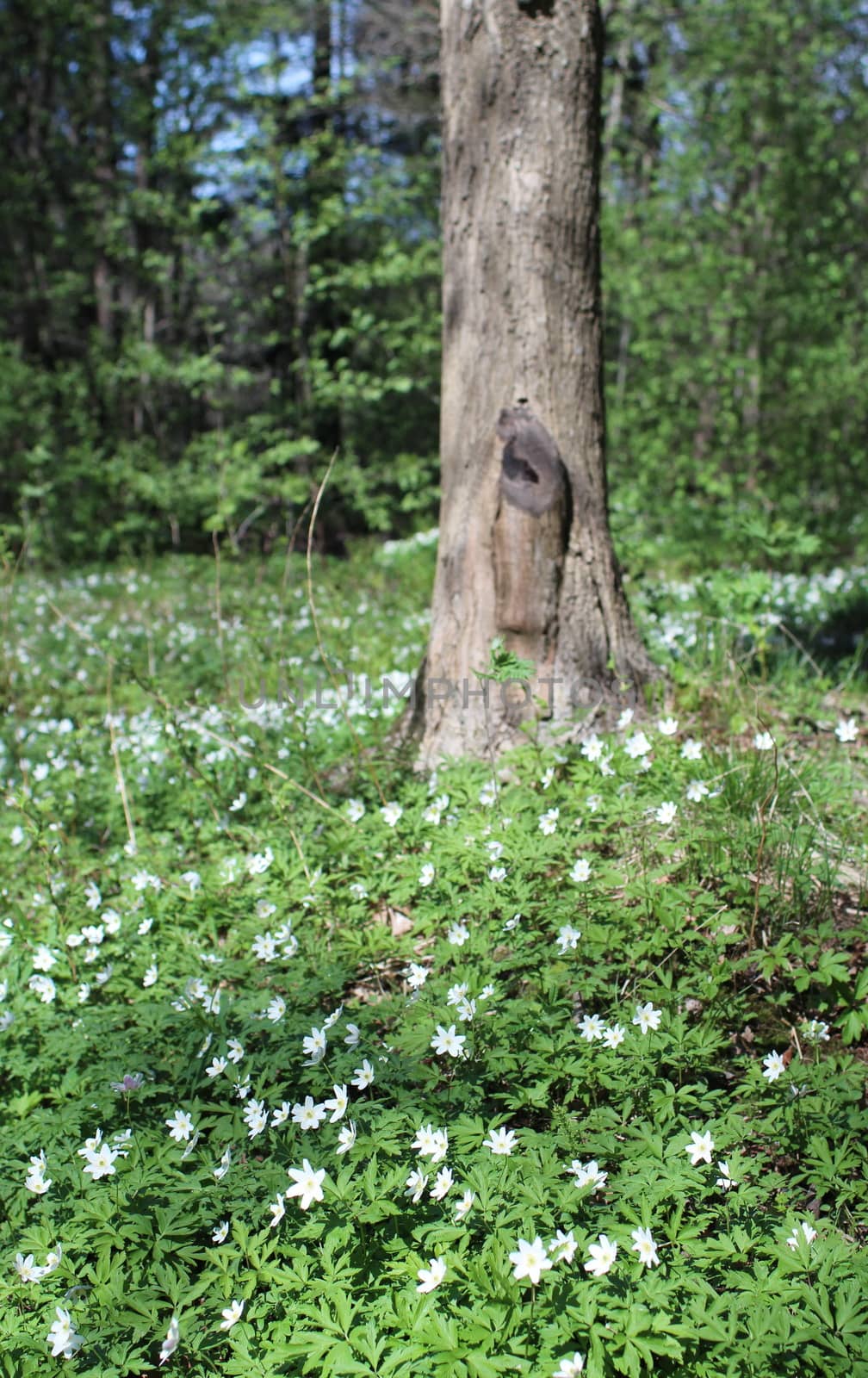 wood anemone White flowers Spring primroses in forest