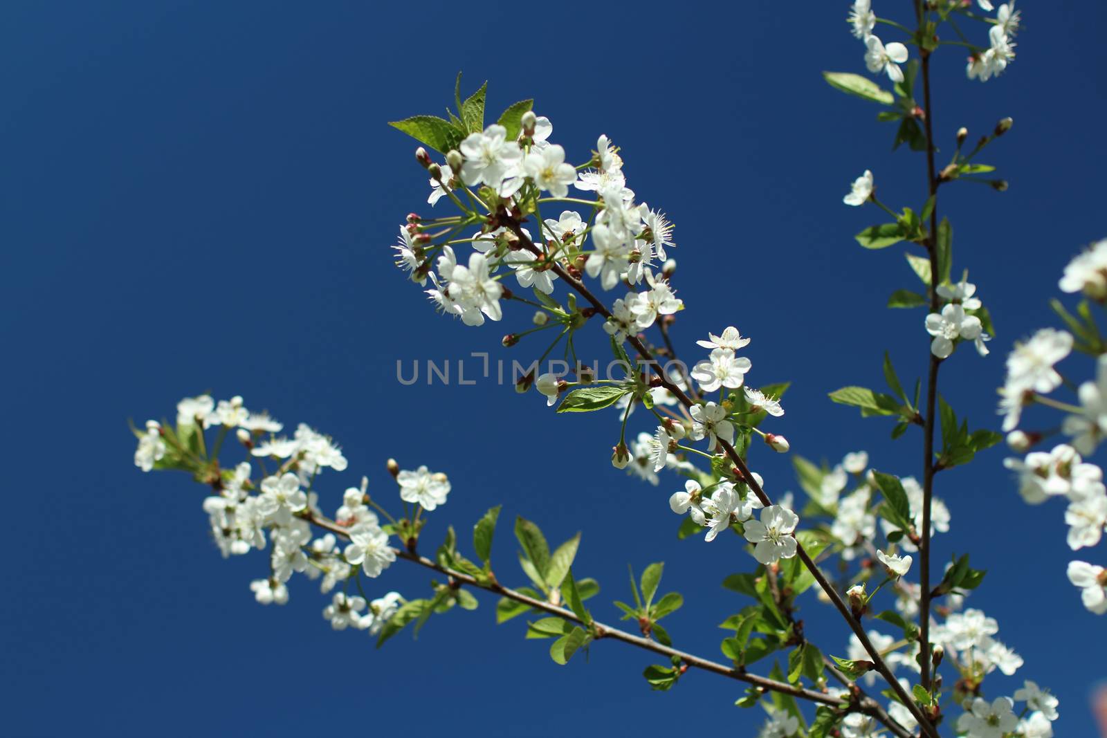 White flowers on sakura branches against the background of a bright blue sky