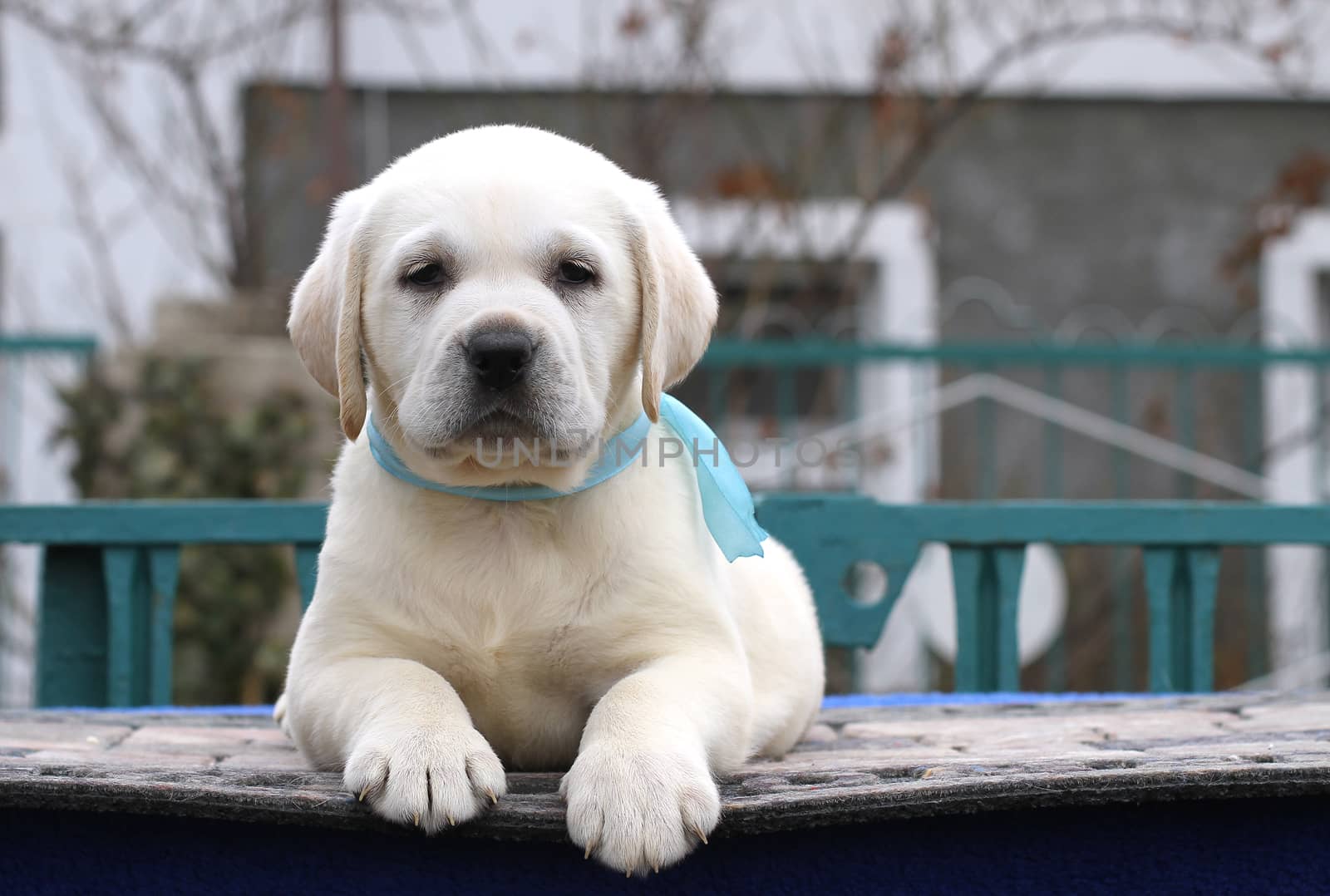 the little yellow labrador puppy sitting on blue background