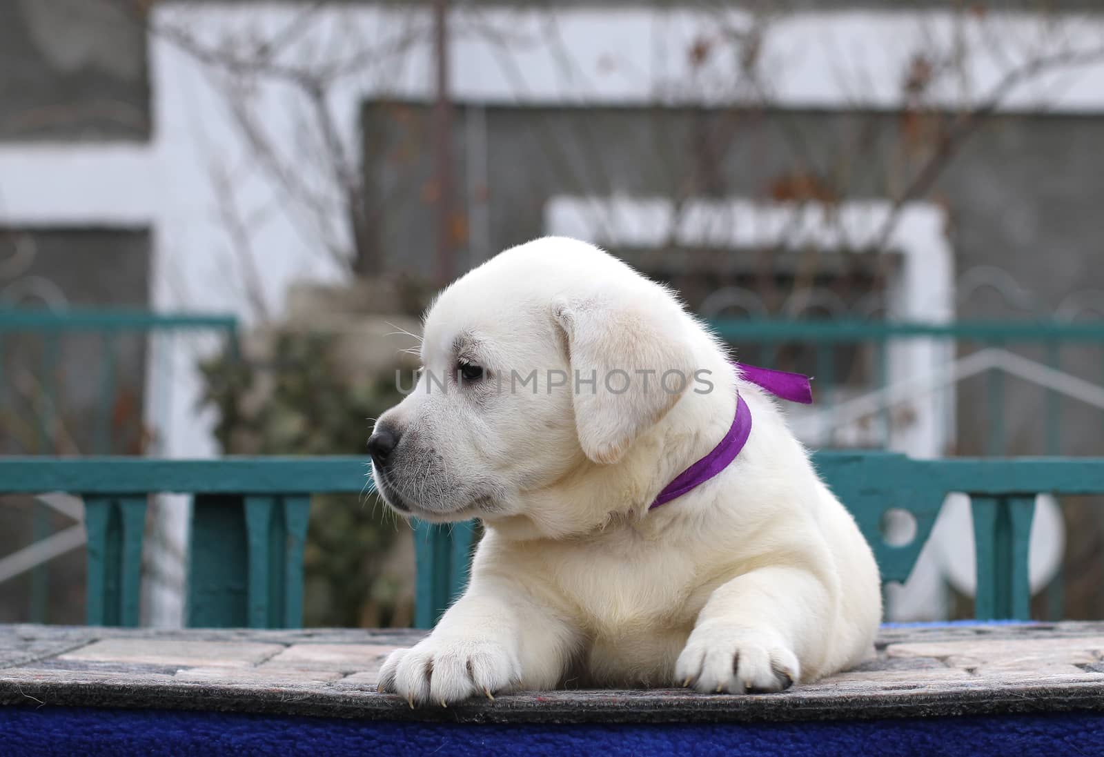 little yellow labrador puppy sitting on blue background