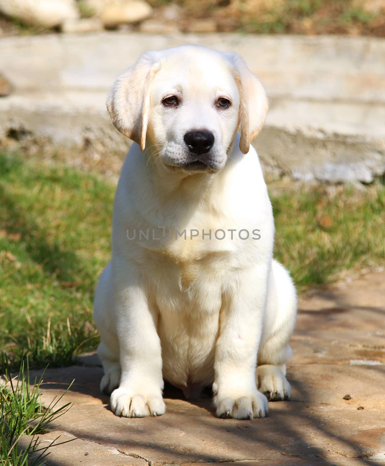the yellow nice labrador puppy in the garden