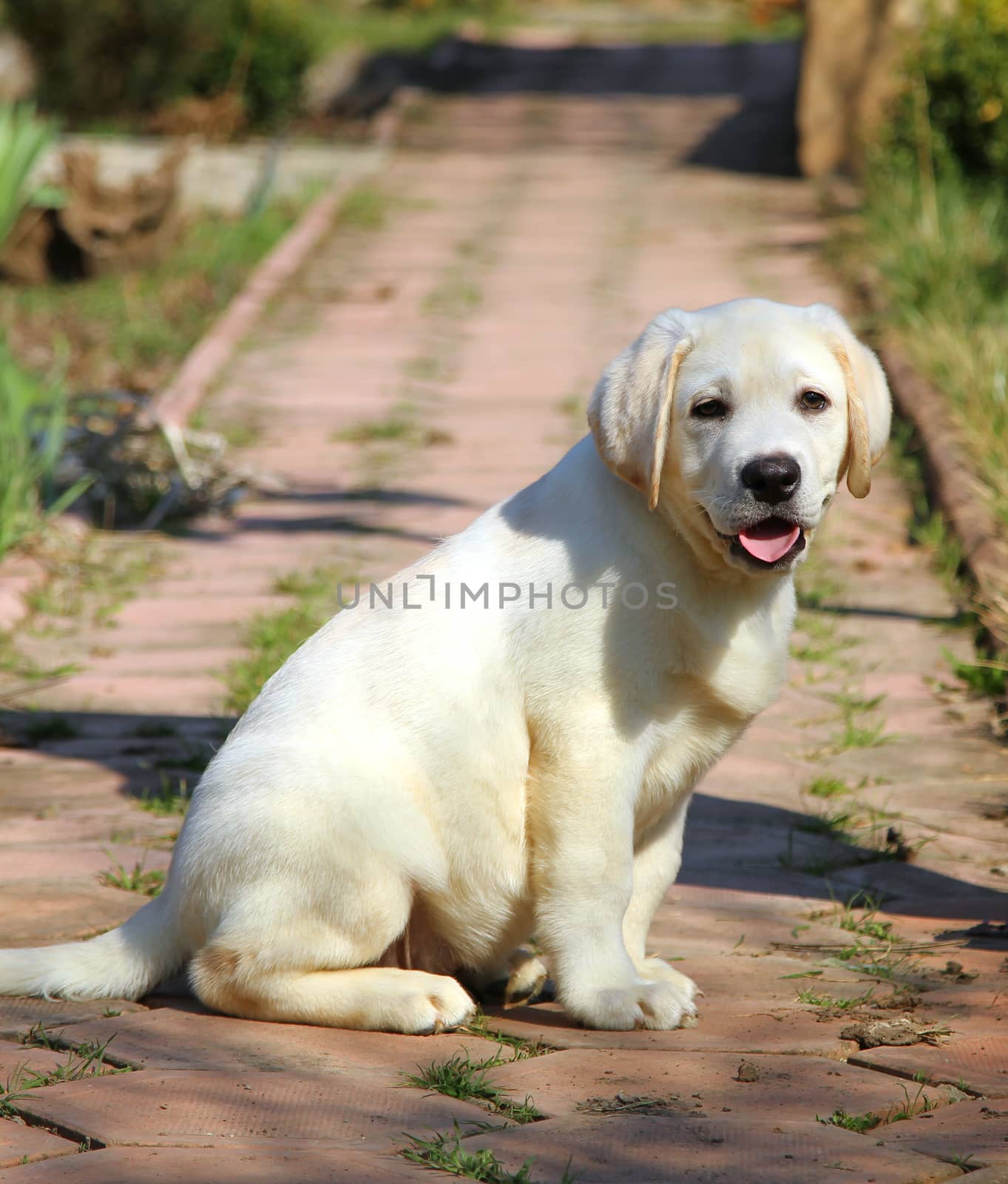 yellow nice labrador puppy in the garden