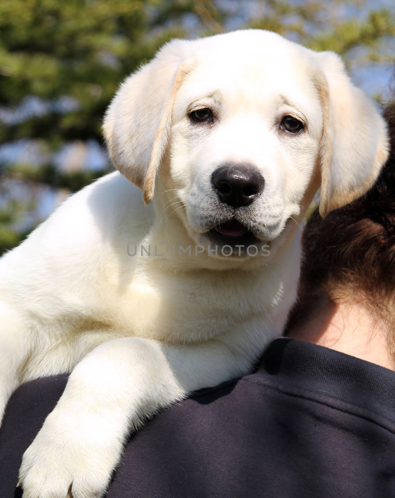 little cute yellow labrador puppy a shoulder of a man