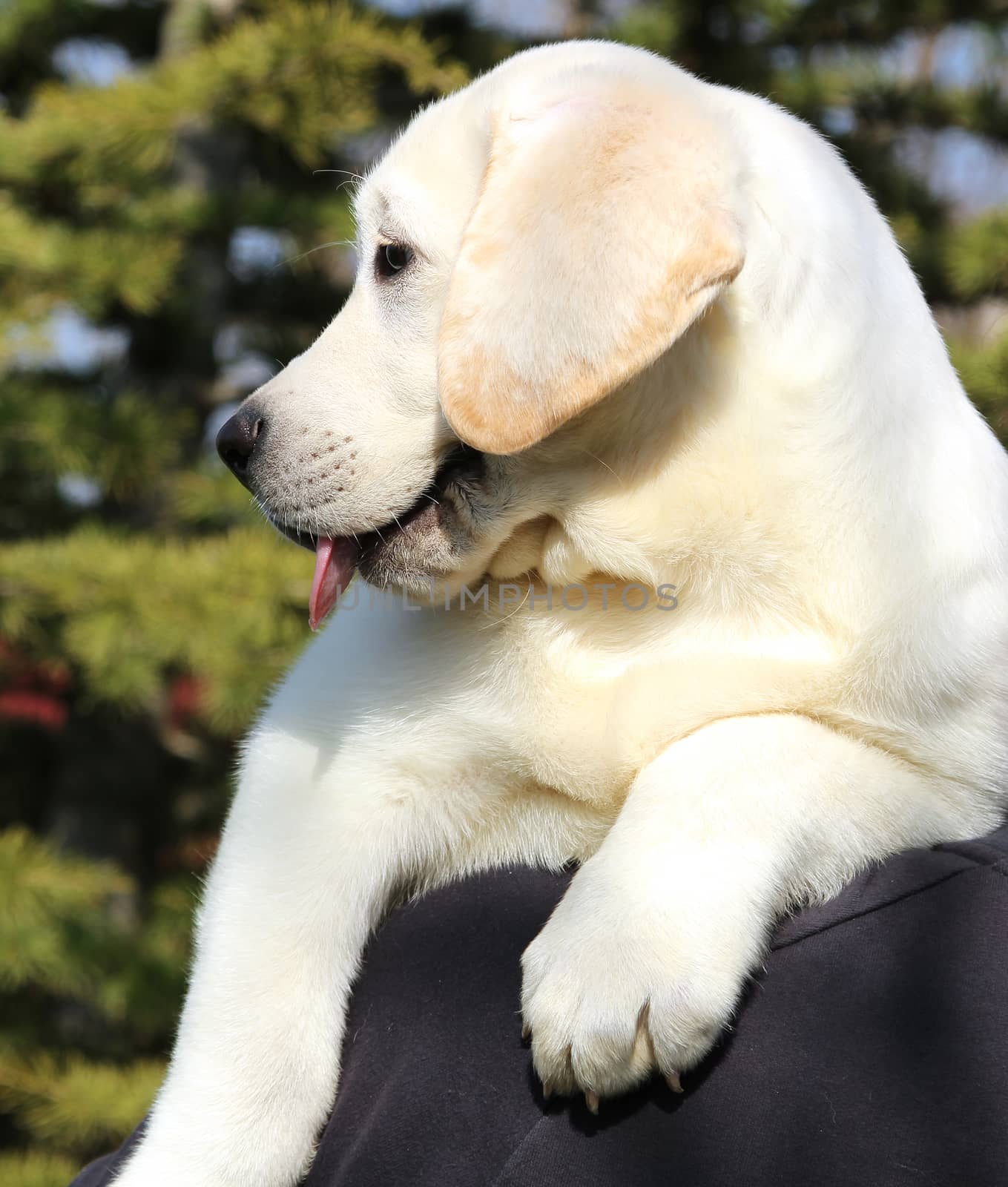 a little cute yellow labrador puppy a shoulder of a man