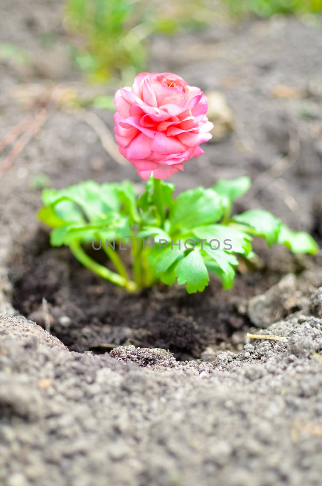 Closeup of a pink ranunculus flower with soft focus