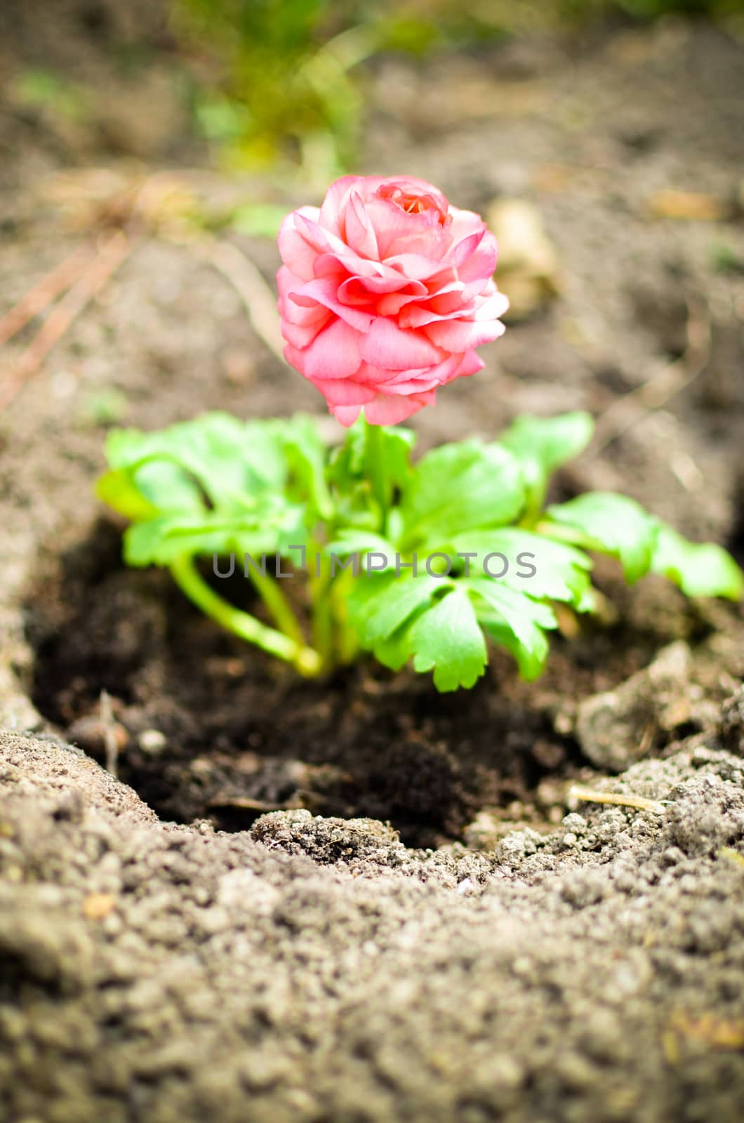 Closeup of a pink ranunculus flower with soft focus