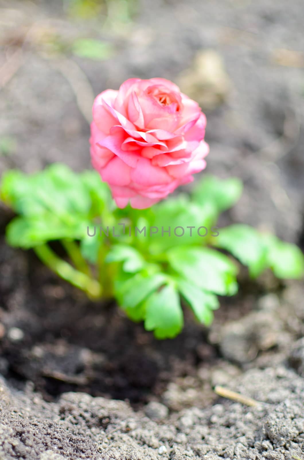 Closeup of a pink ranunculus flower with soft focus