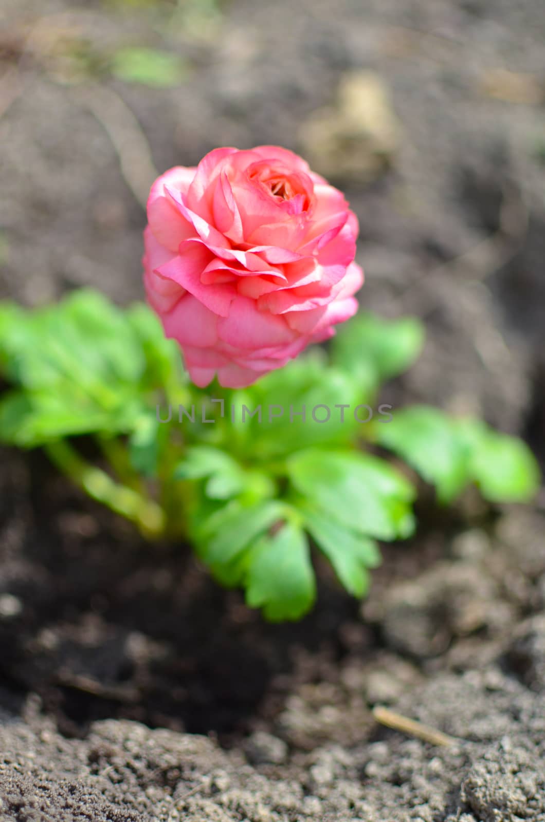 Closeup of a pink ranunculus flower with soft focus