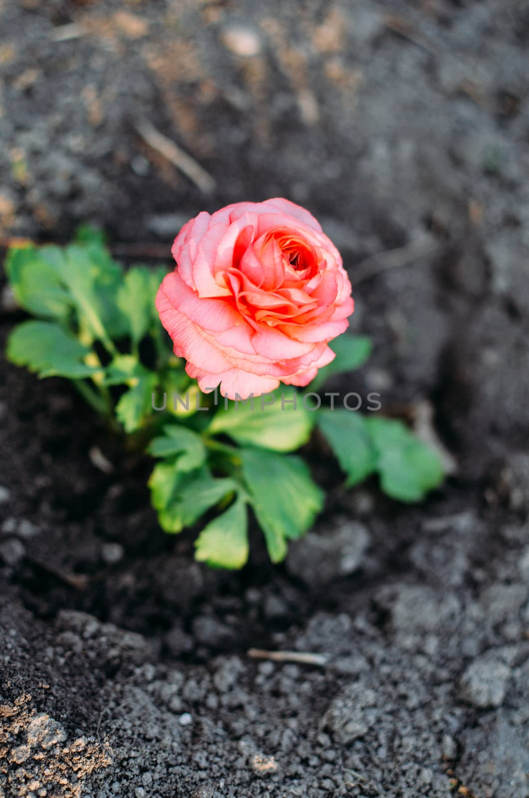 Closeup of a pink ranunculus flower with soft focus