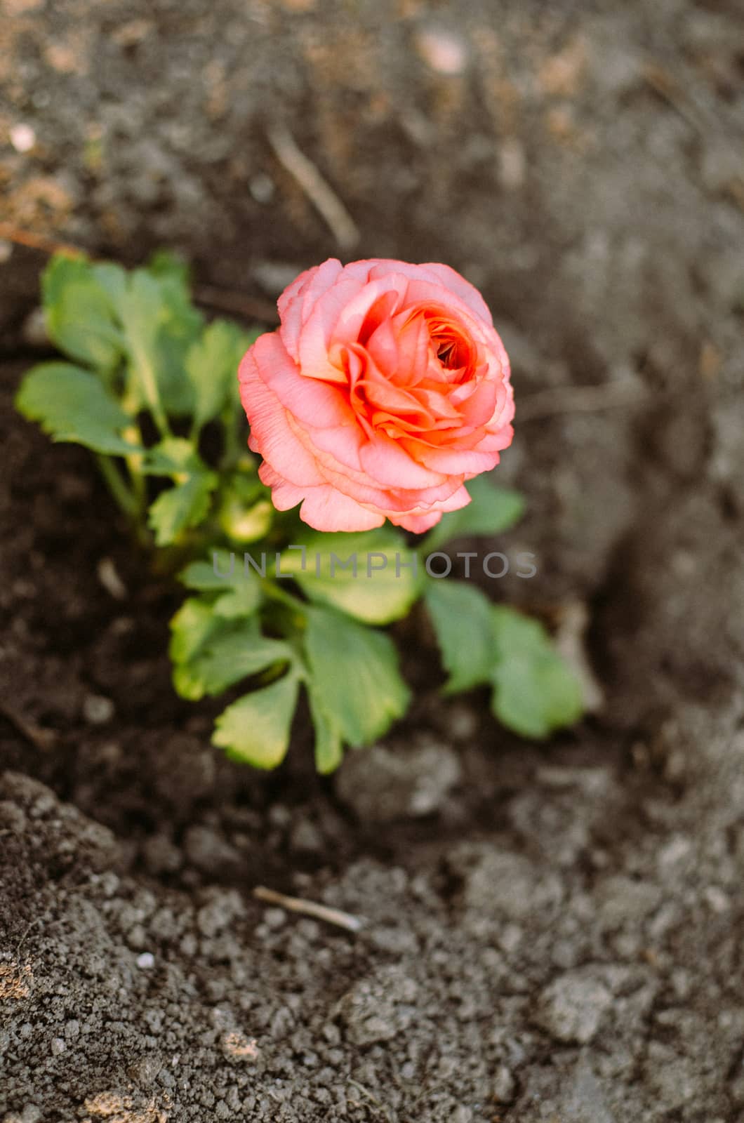 Closeup of a pink ranunculus flower with soft focus