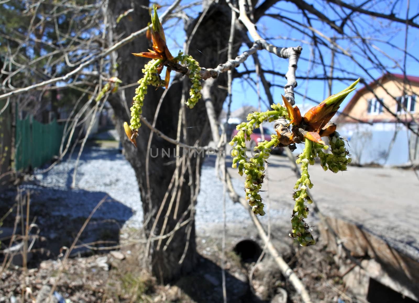 poplar buds on the tree closeup on spring blue sky background
