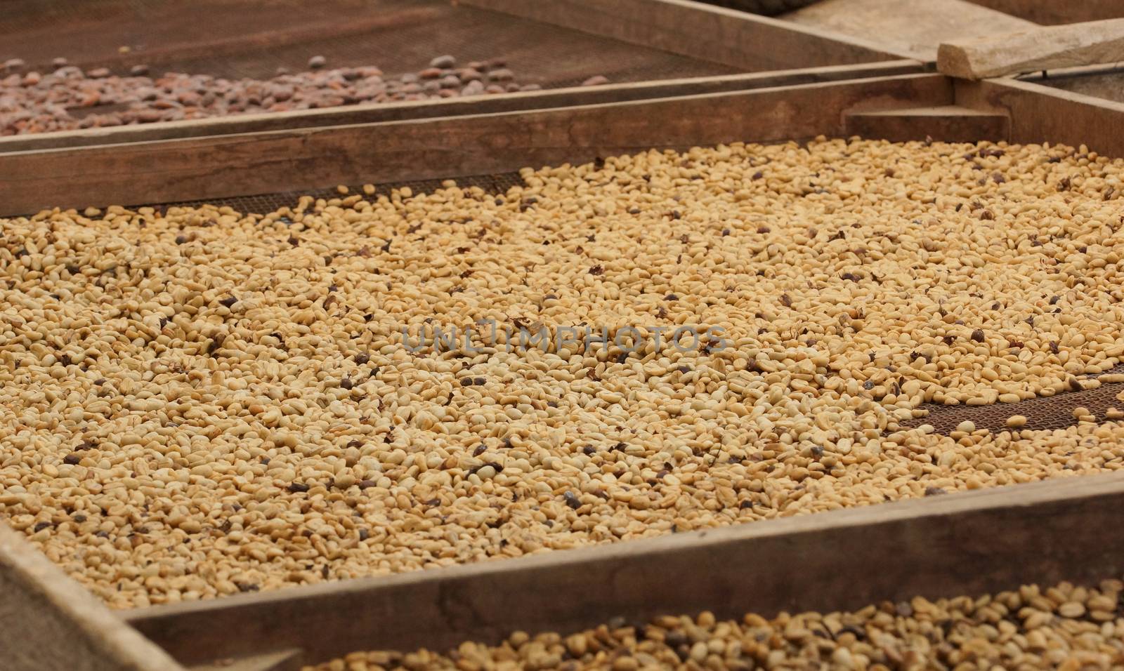 Drying of cocoa and coffee beans, Sao Tome and Principe, Africa