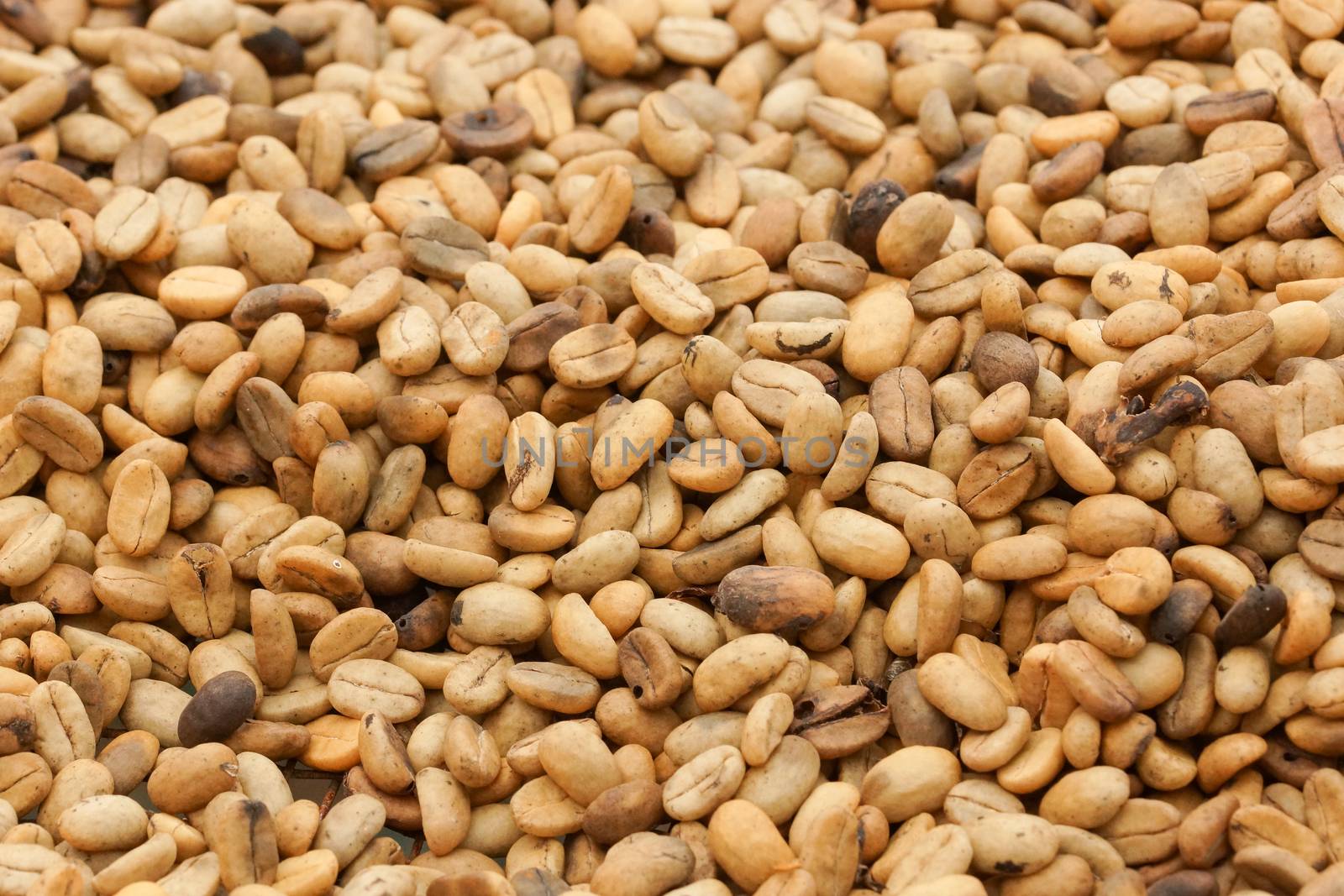 Drying of coffee beans, Sao Tome and Principe, Africa
