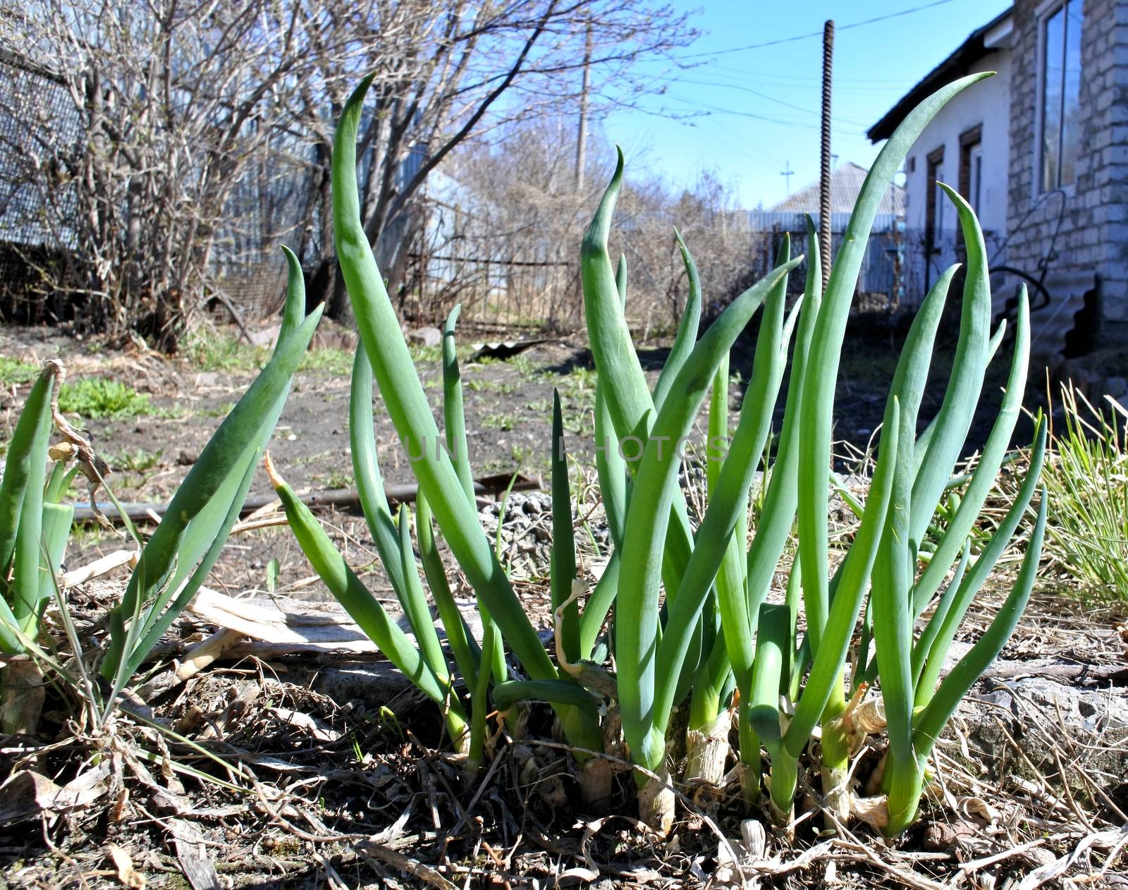 young stems are a Welsh onion on the background of the rural landscape