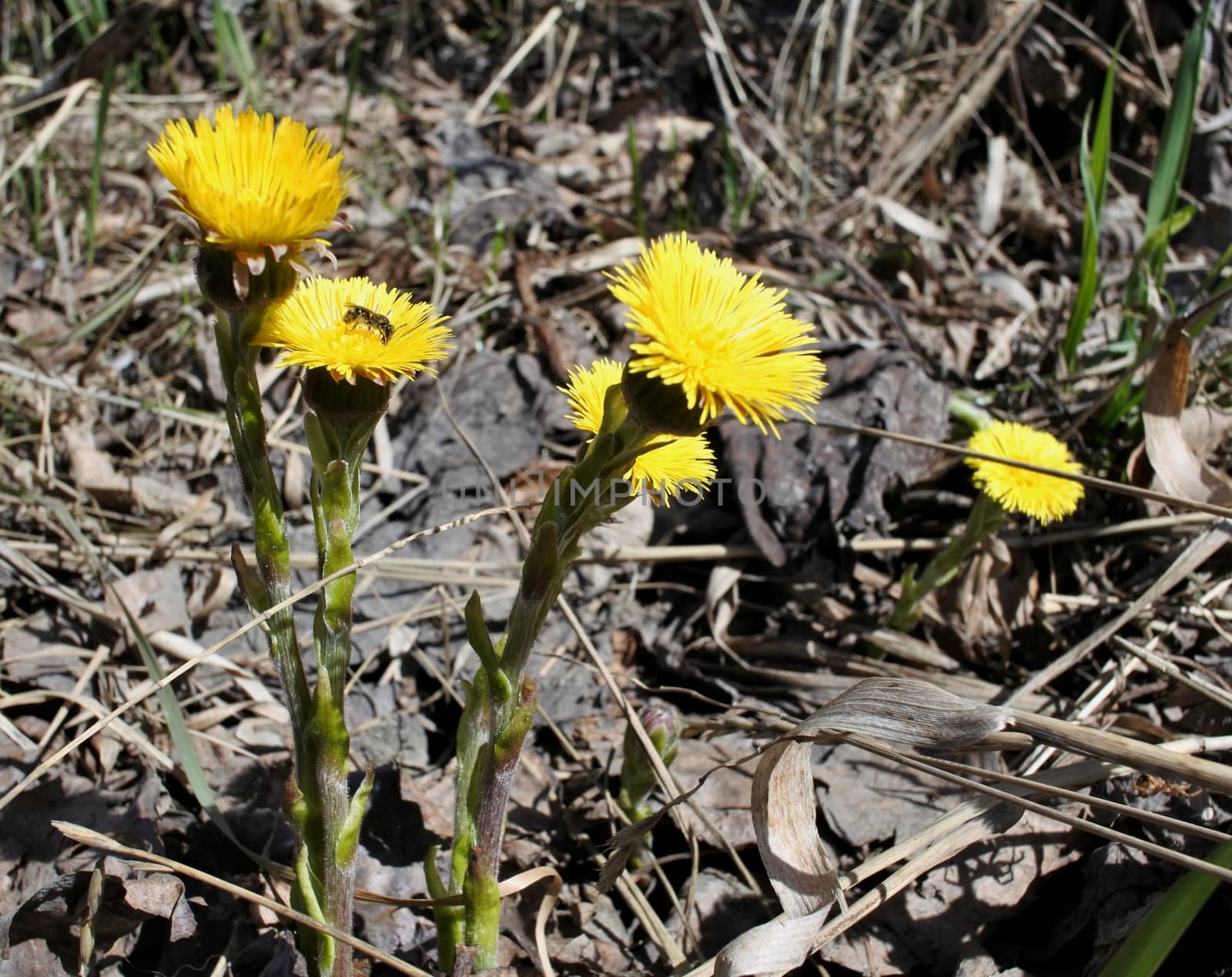 the first spring flowers mother and stepmother on last year's leaves background