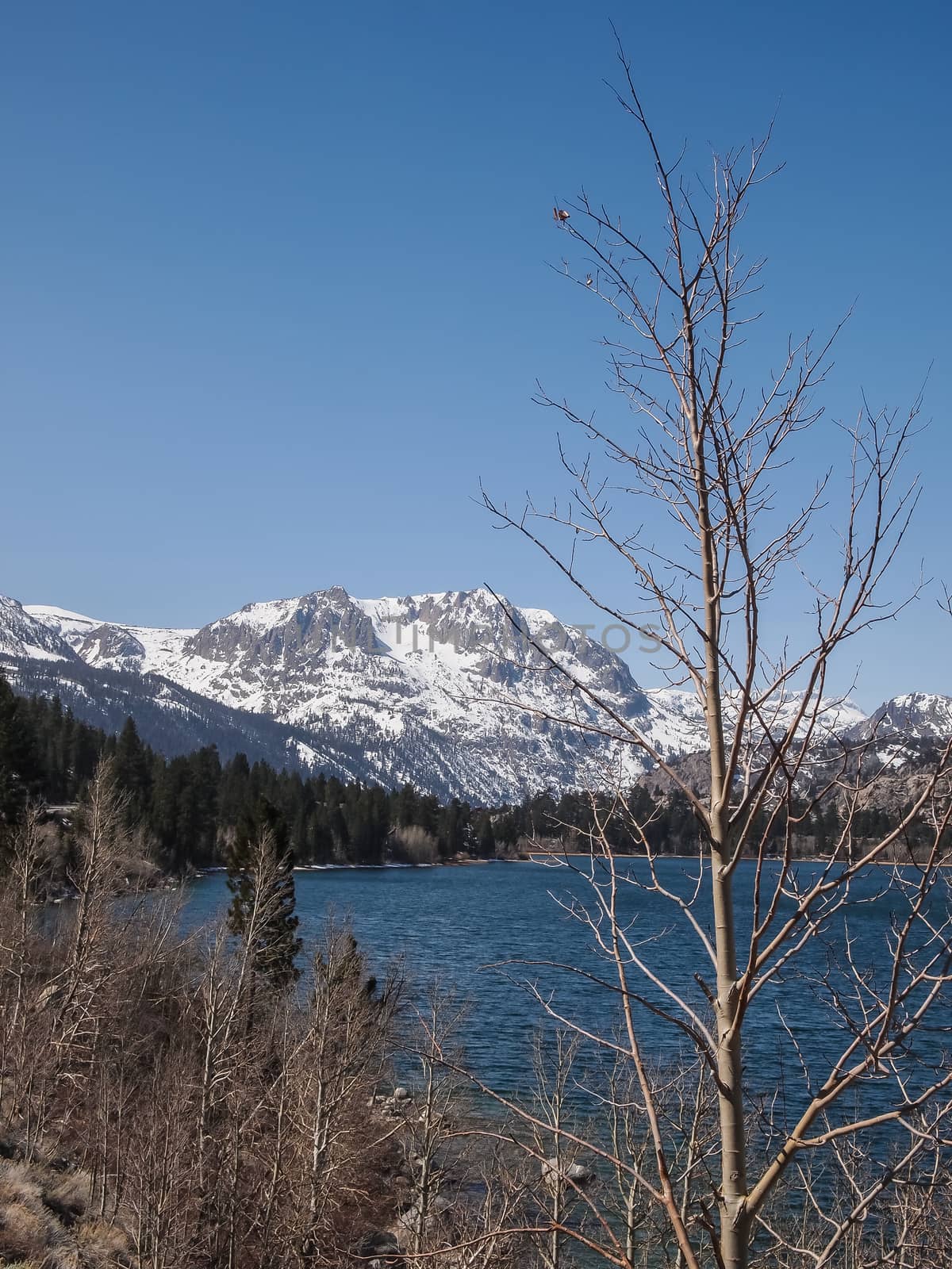 Beautiful lake, snow mountain and pine tree with blue sky in California, USA