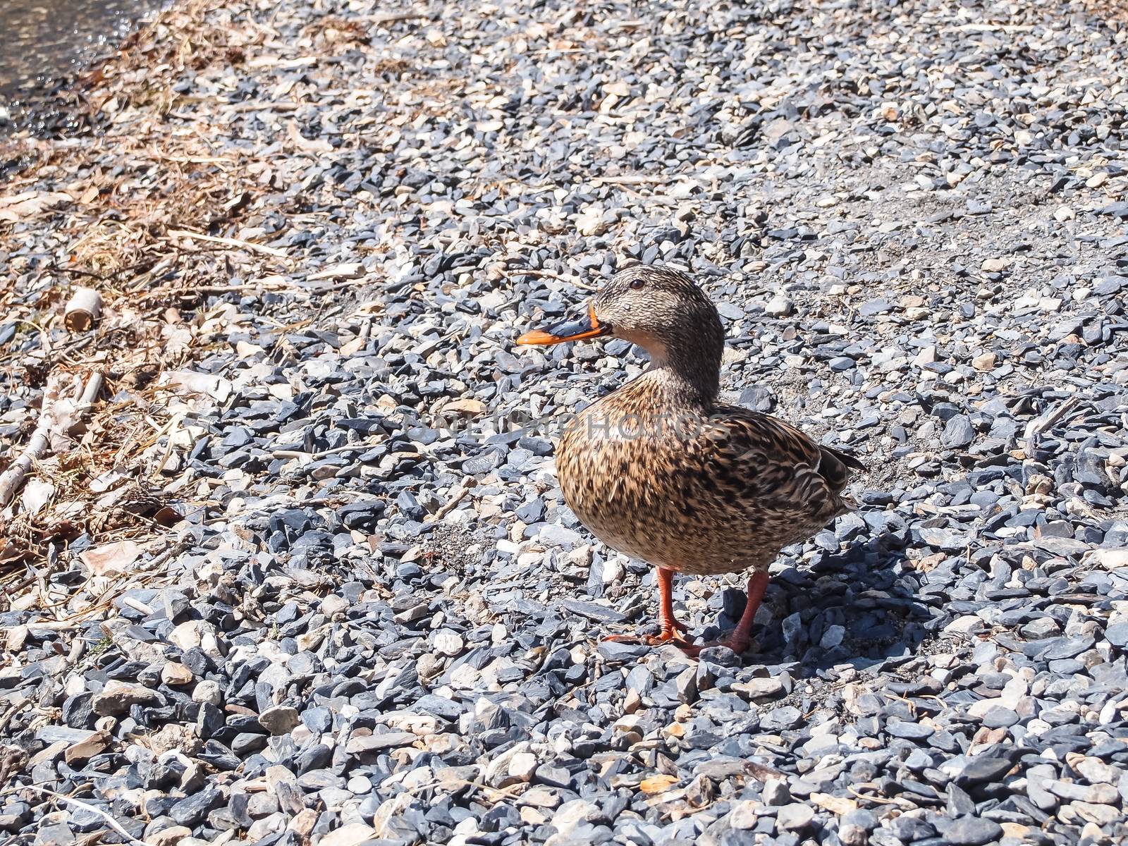 duck standing by lake shore