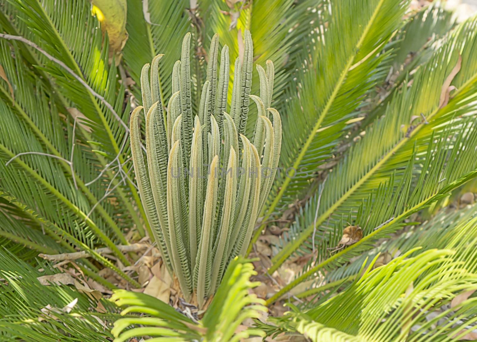 Australian native plant Cycad closeup with palm leaves and fronds