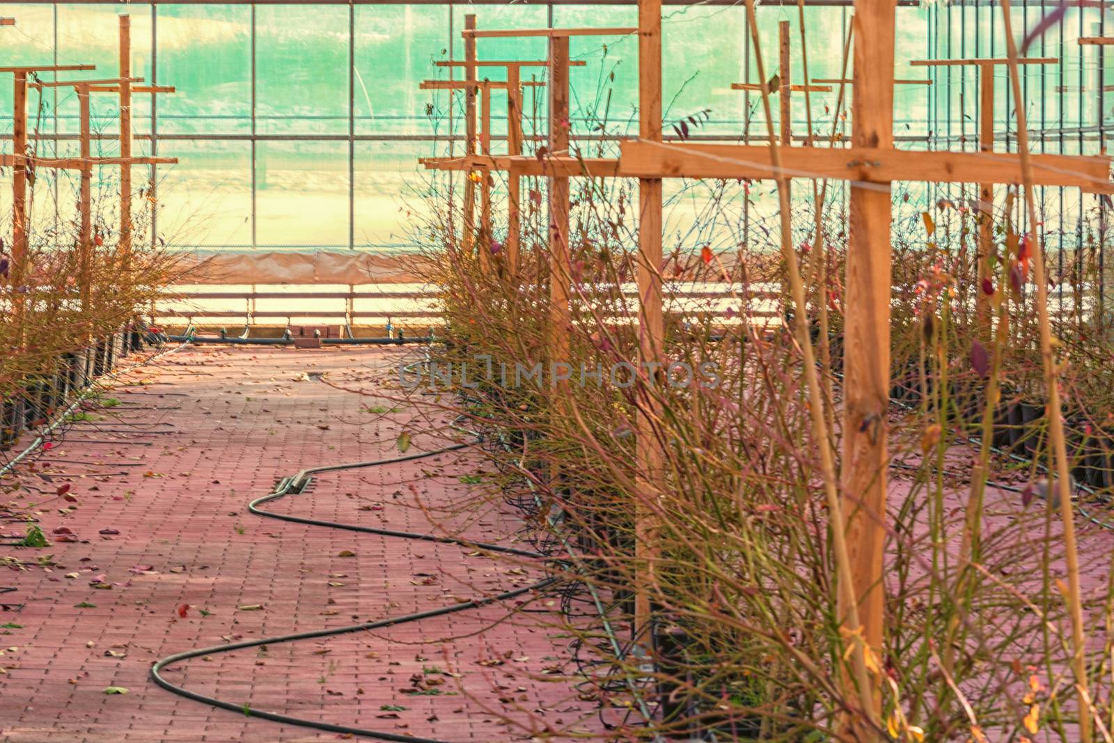 Greenhouse for cultivation and breeding of flowering plants and vegetables.