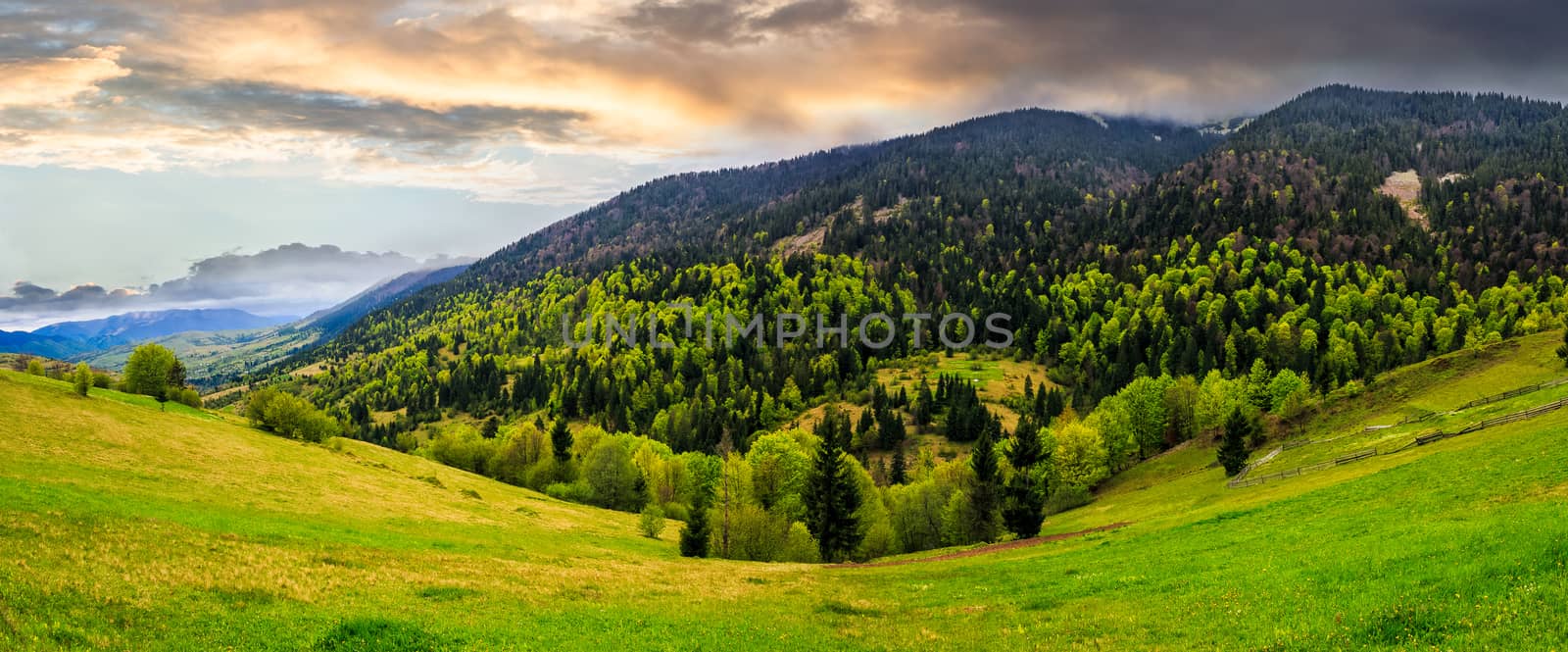 mountain landscape. hillside with trees on green grassy meadow near foggy mountains under overcast sky